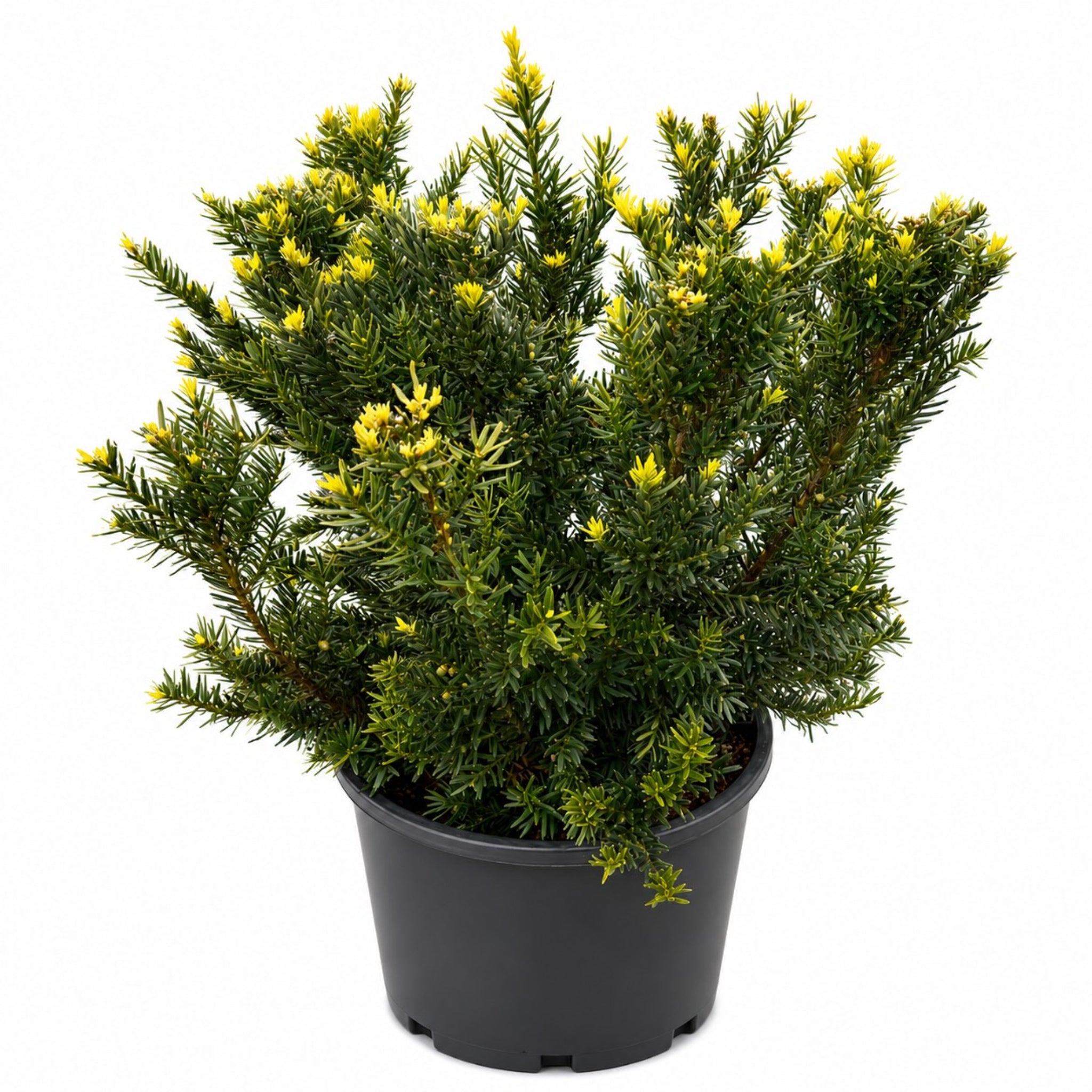 A potted evergreen shrub with dense green needles and small bright yellow flowers, shown in a black nursery pot against a plain white background.  Henderson Garden Supply