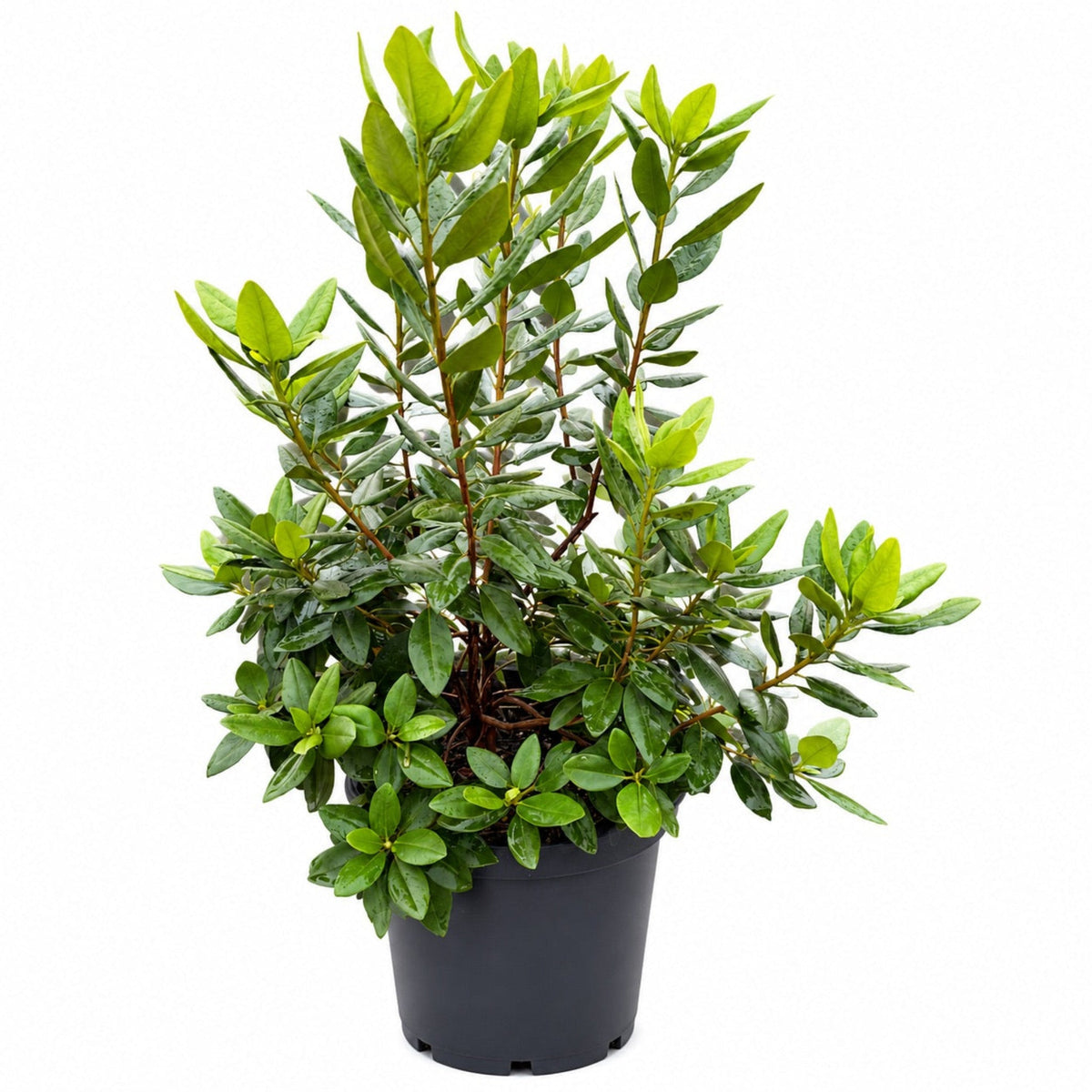 PJM Elite Rhododendron – Lavender-Pink Evergreen Shrub