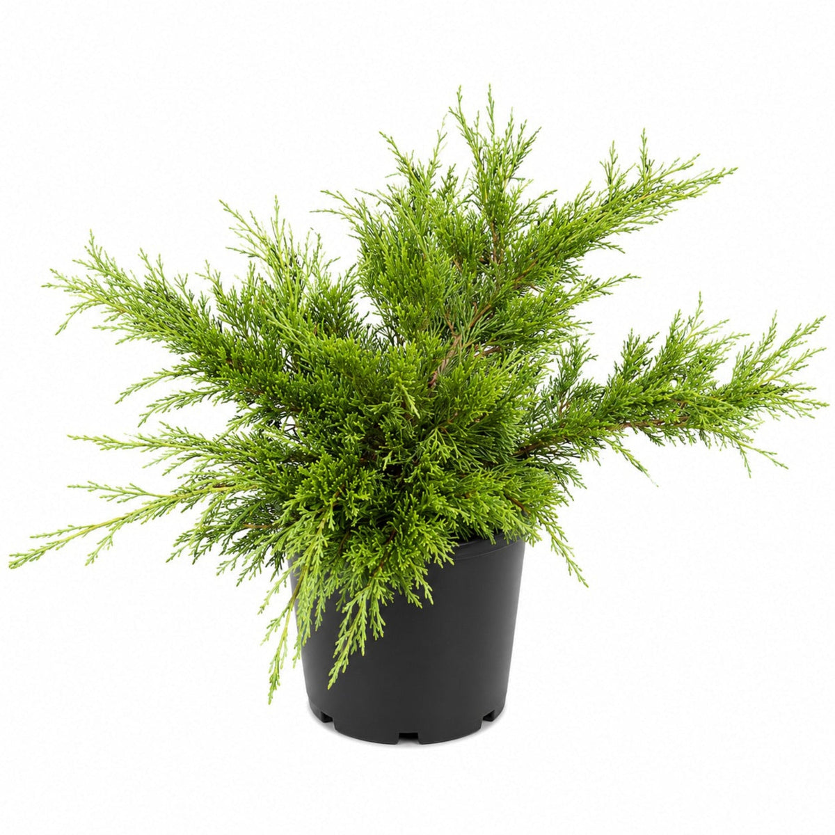 Calgary Carpet® Juniper – Low Evergreen Groundcover
