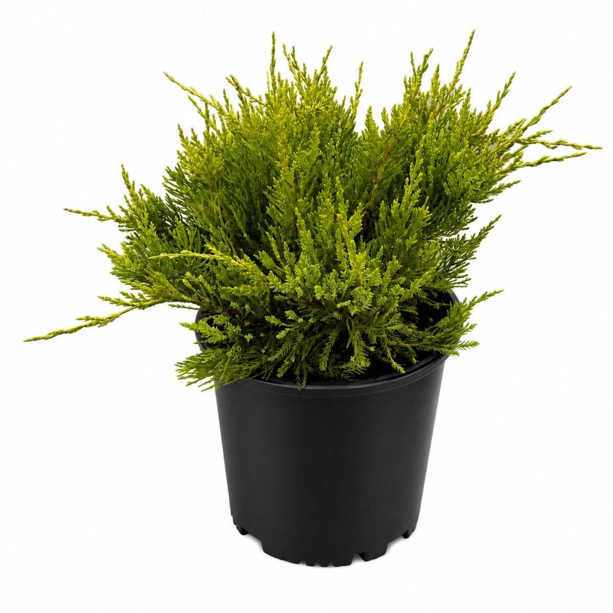 Sea Green Juniper – Arching Evergreen Landscape Shrub