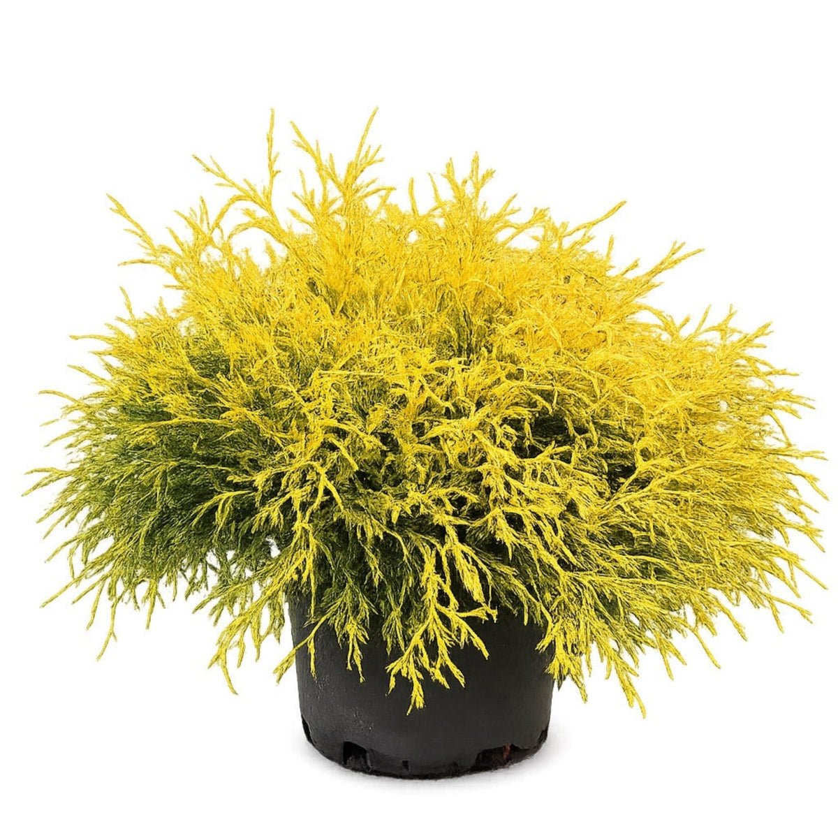 King's Gold Threadbranch Cypress – Golden Evergreen Shrub