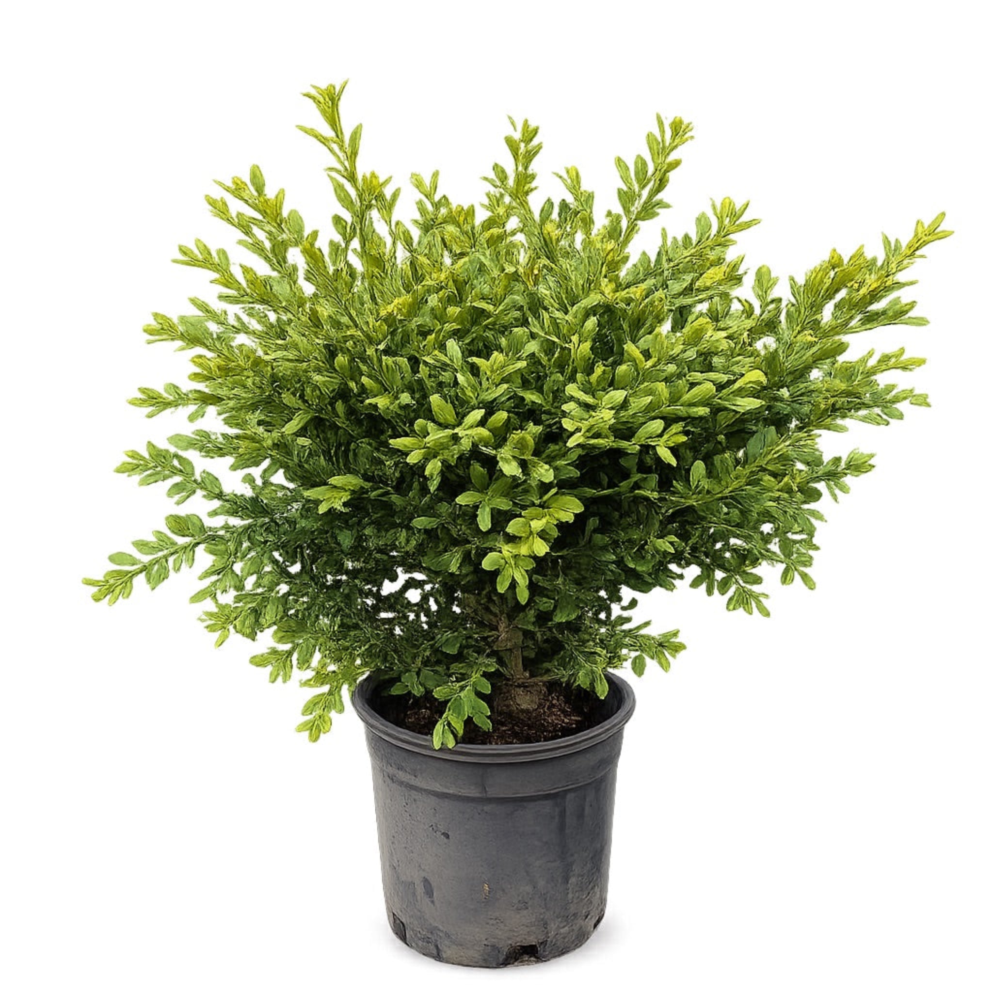 Potted coniferous plant on a white background - Boxwood - Henderson Garden Supply