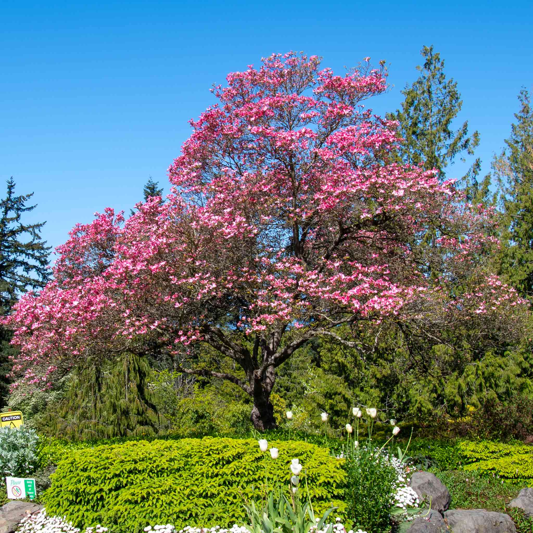 Pink flowering tree in a garden with green shrubs and blue sky.  Henderson Garden Supply