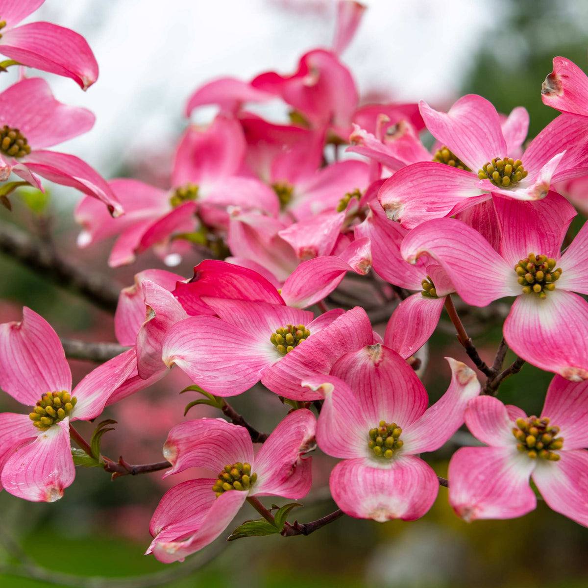 Close-up of pink flowers with a blurred green background.  Henderson Garden Supply