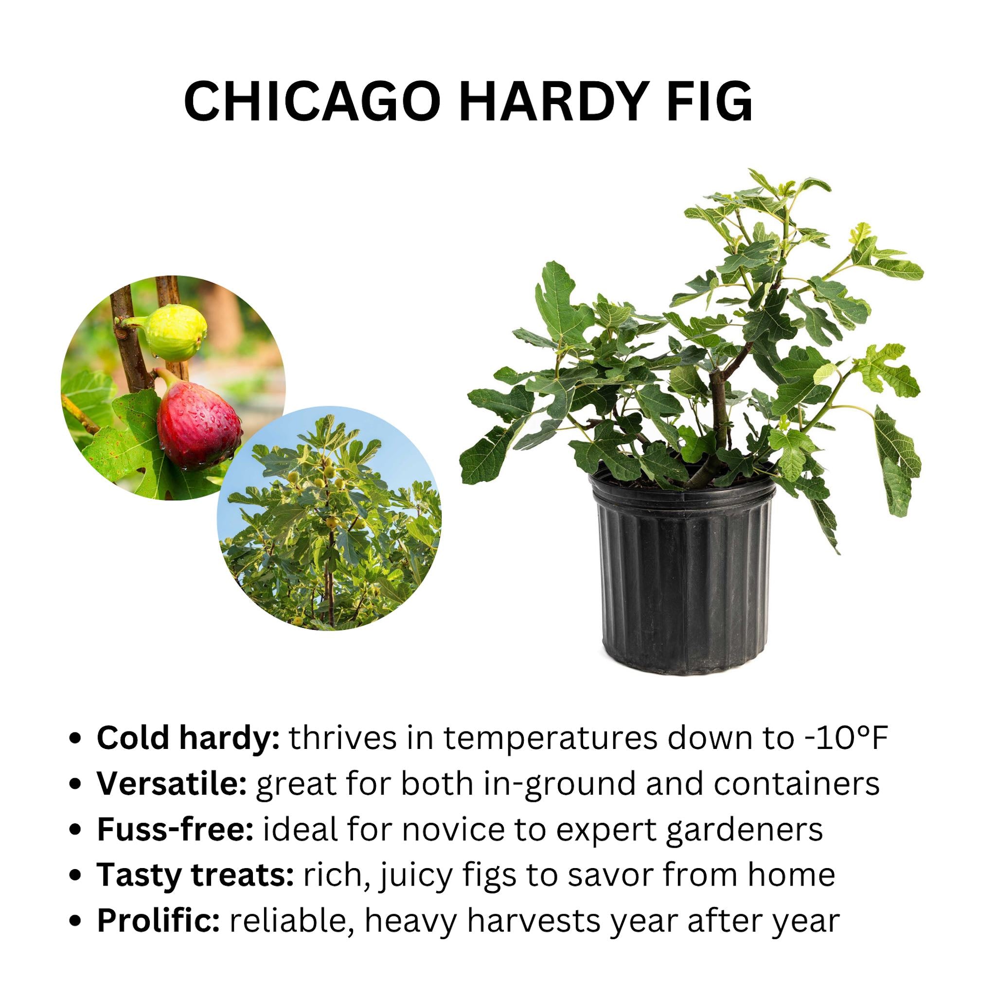 Potted Chicago Hardy Fig plant with text describing its characteristics on a white background.  Henderson Garden Supply