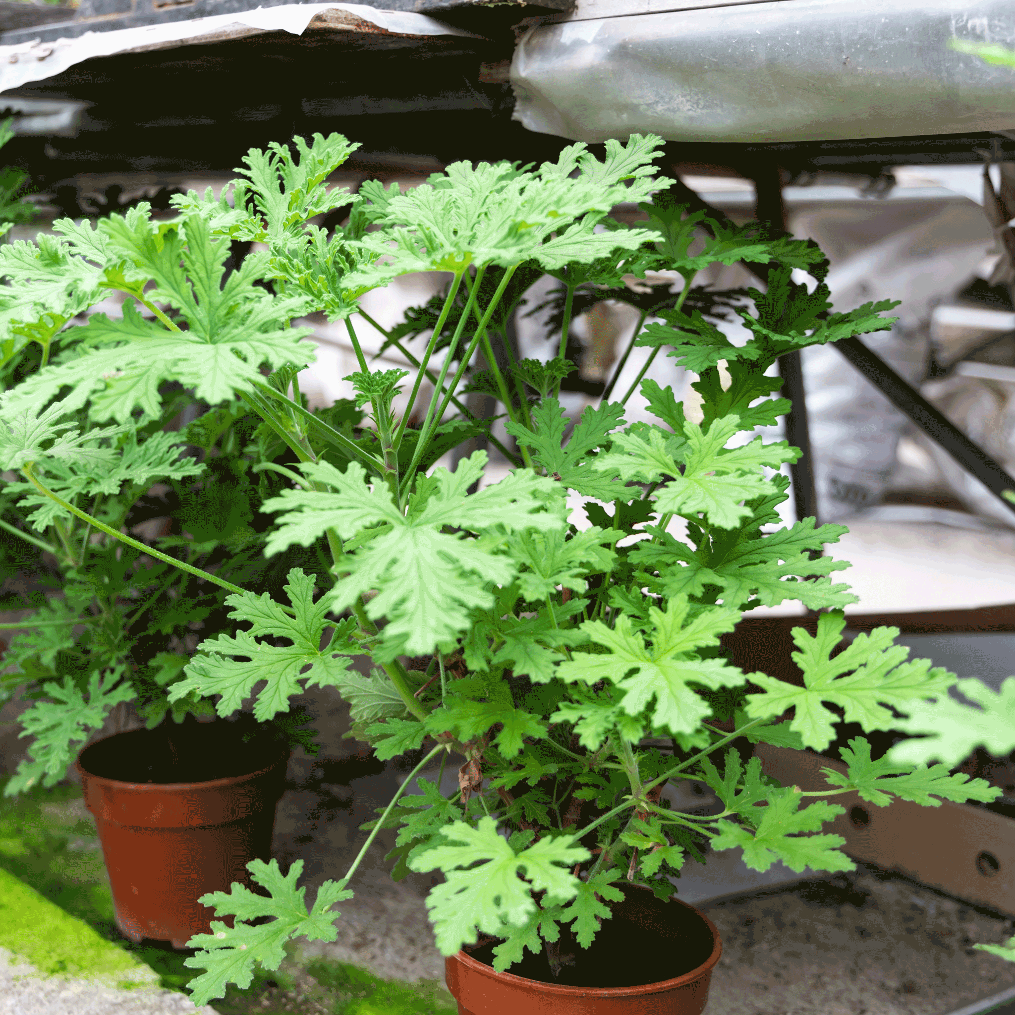 Citronella Plant (Mosquito Plant)