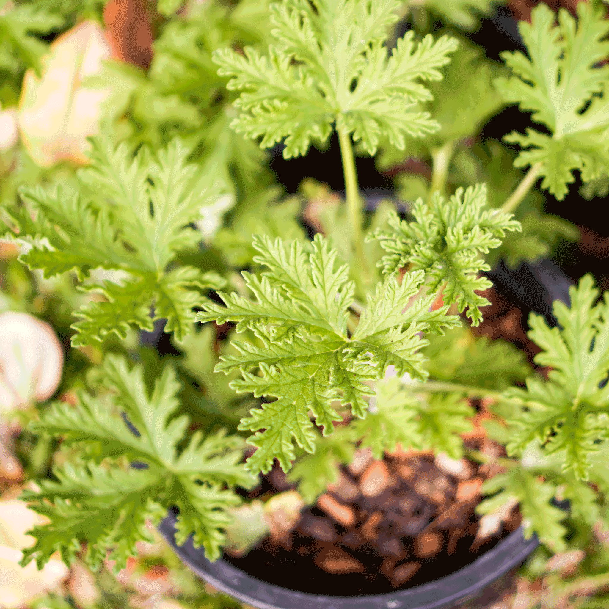 Citronella Plant (Mosquito Plant)