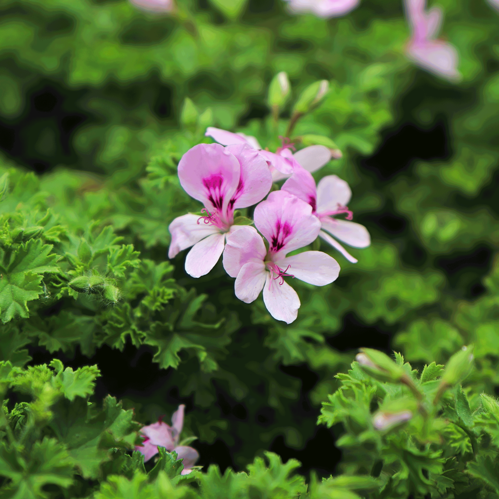 Citronella Plant (Mosquito Plant)