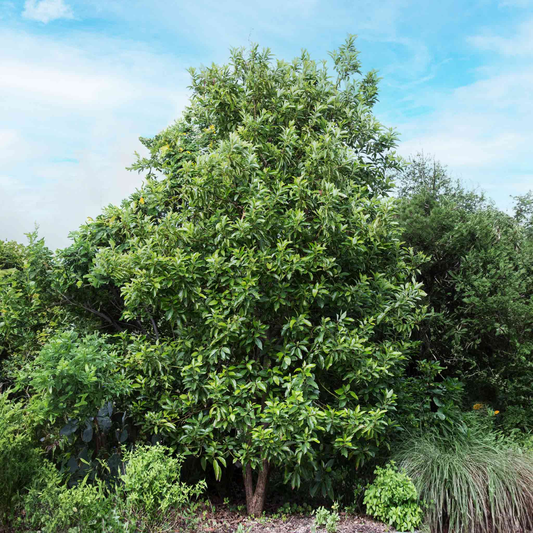 Large green tree with a clear blue sky background.  Henderson Garden Supply