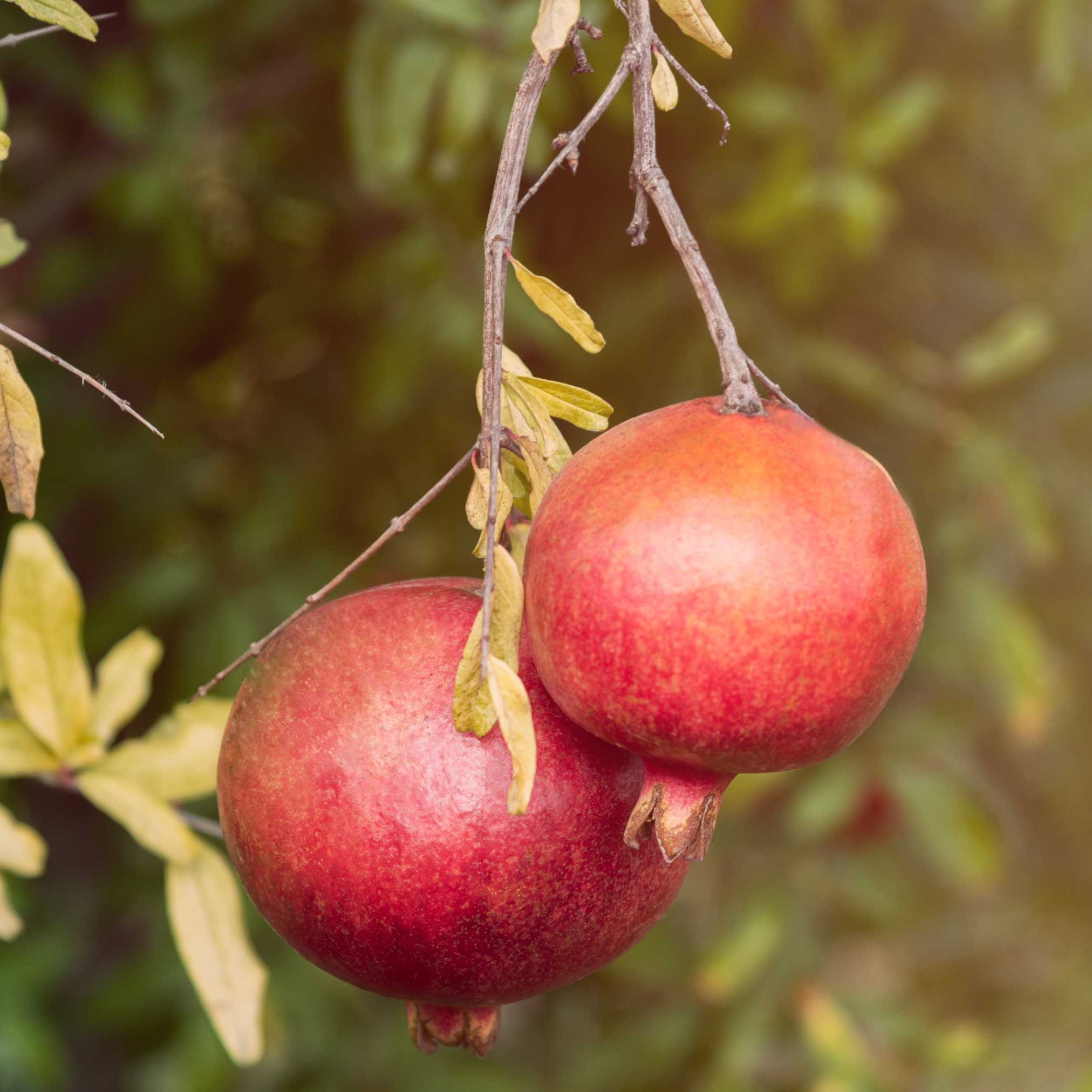Two red pomegranates hanging on a branch with green leaves.  Henderson Garden Supply