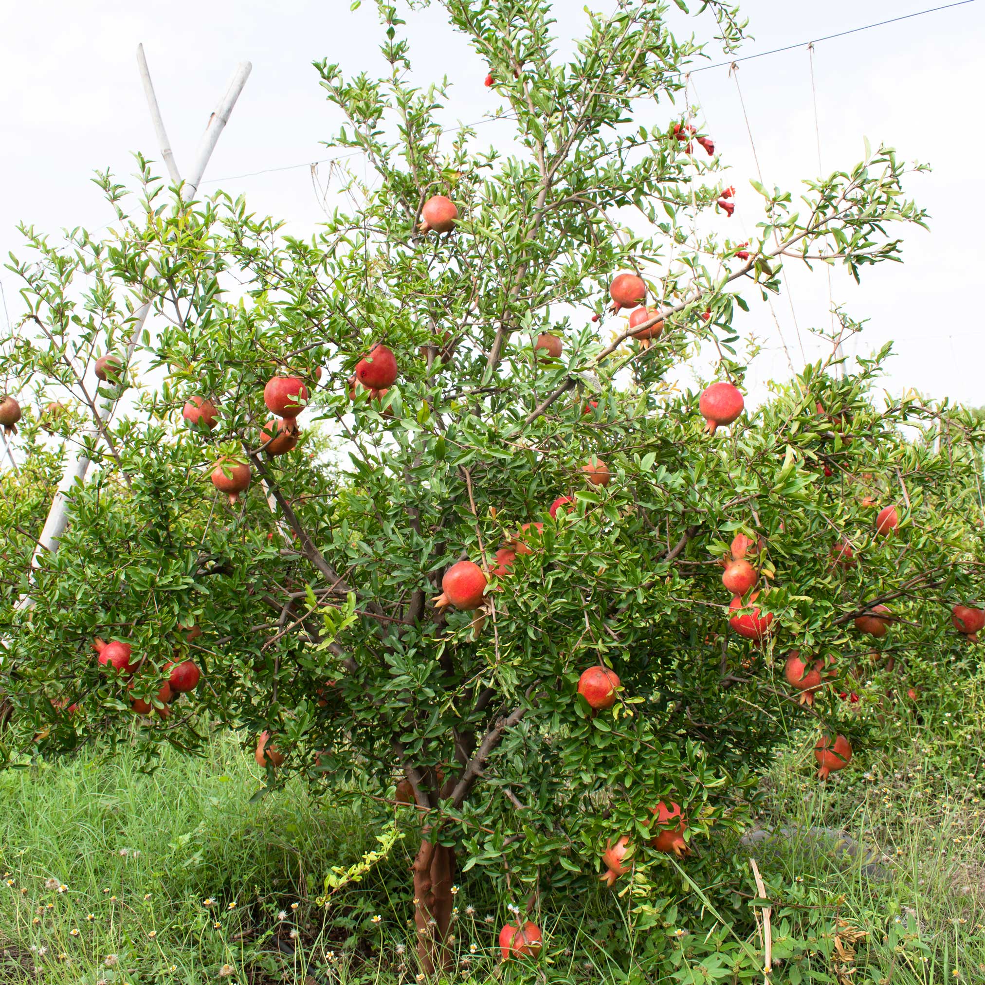 Pomegranate tree with red fruits in an outdoor setting.  Henderson Garden Supply
