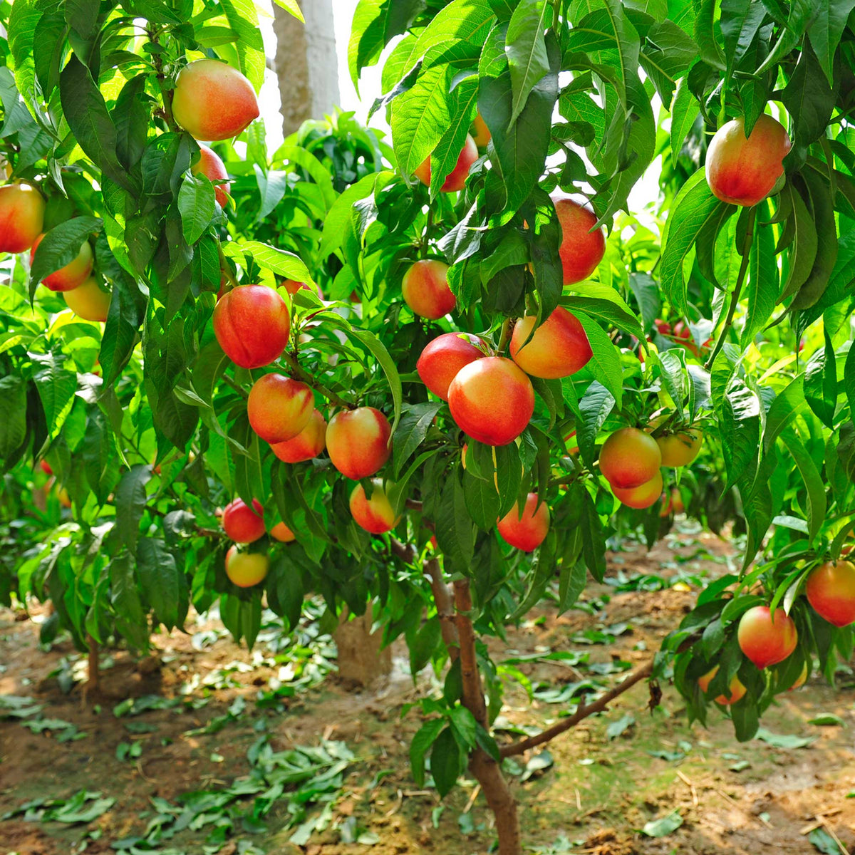 Contender Peach Tree – Cold-Hardy Freestone Peach