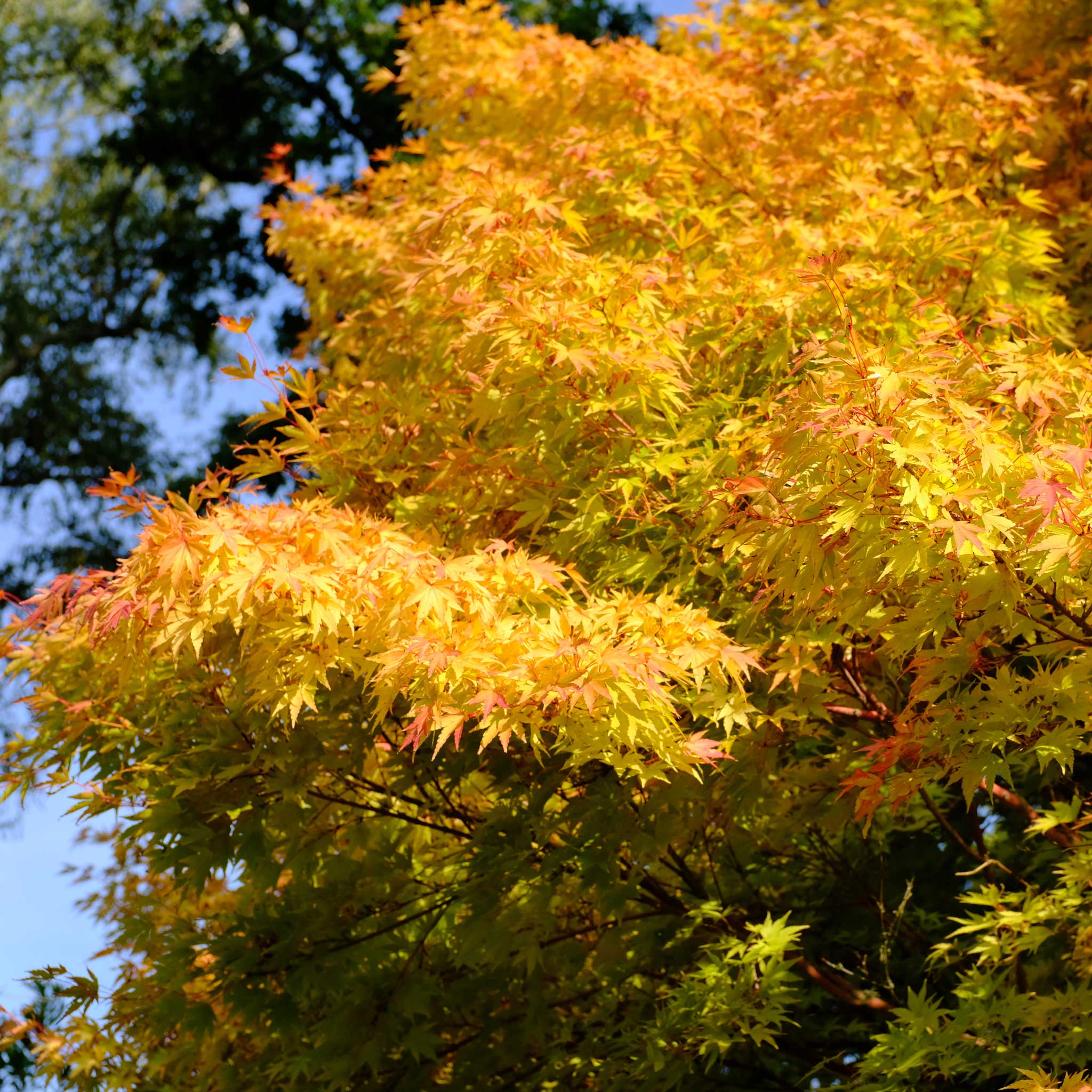 Tree with yellow and green leaves against a blue sky.  Henderson Garden Supply