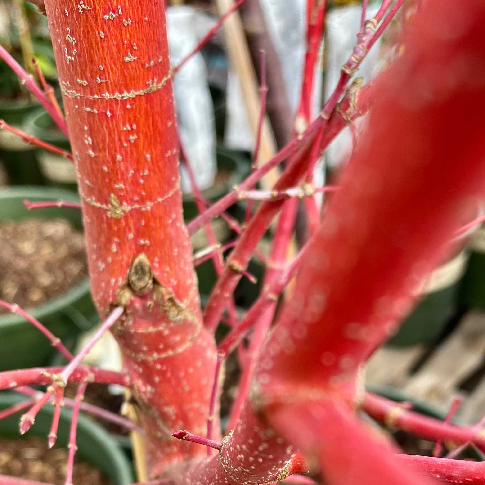 Close-up of a red plant with a blurred background.  Henderson Garden Supply