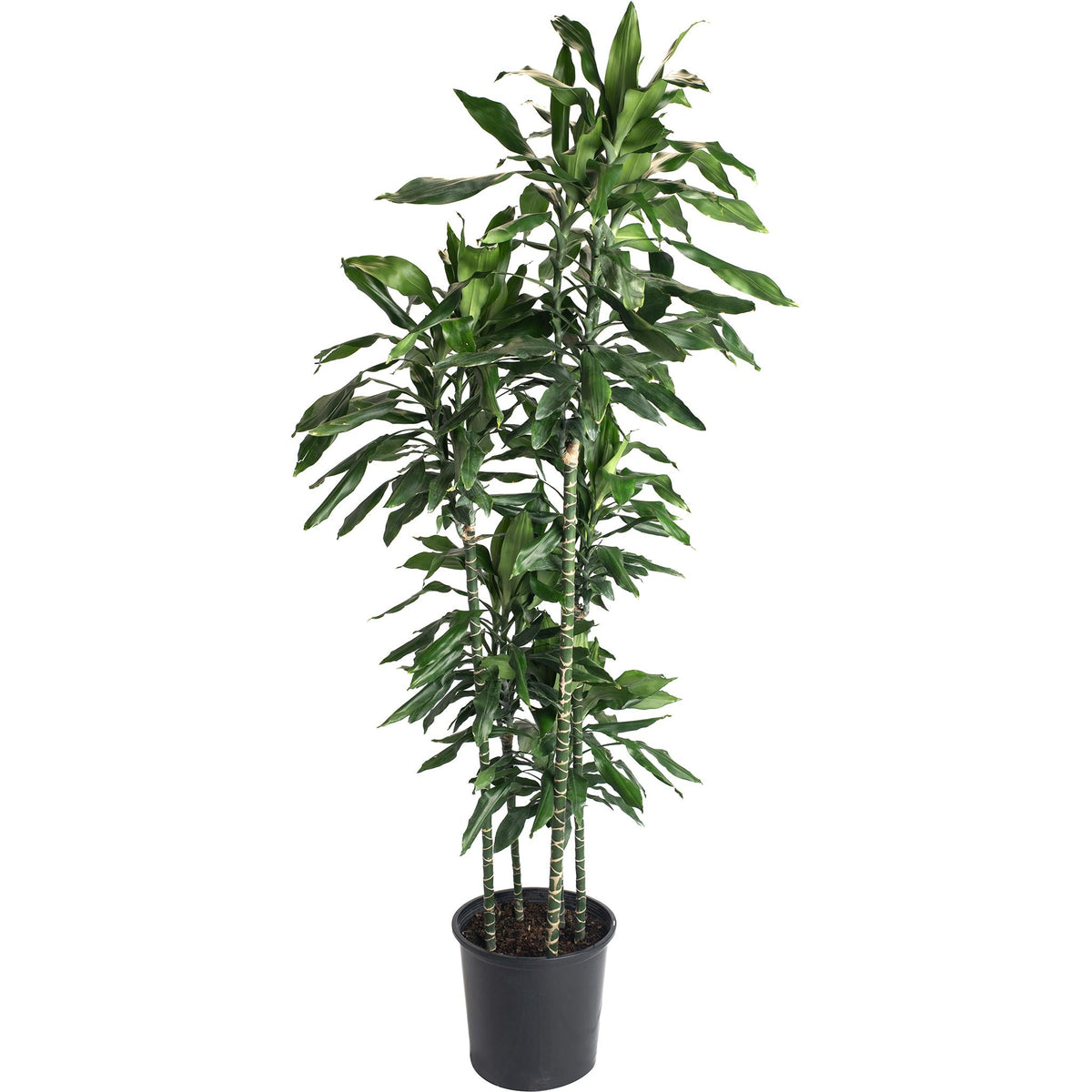Janet Craig Dracaena – Low-Light Indoor Floor Plant