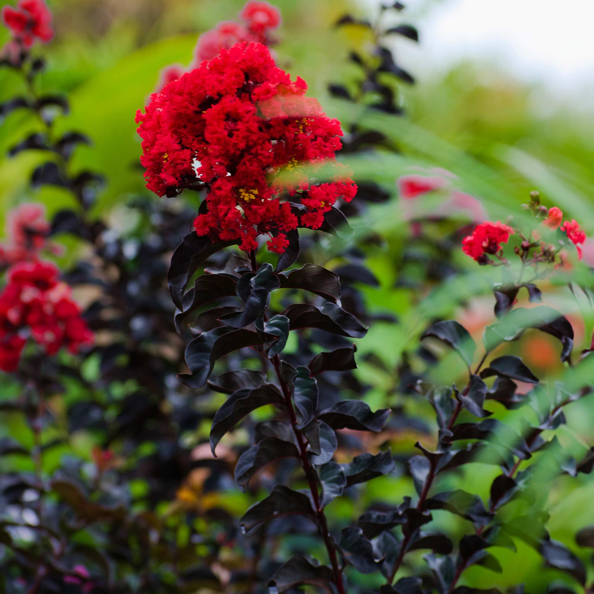 Red flowers with green leaves in a garden setting.  Henderson Garden Supply