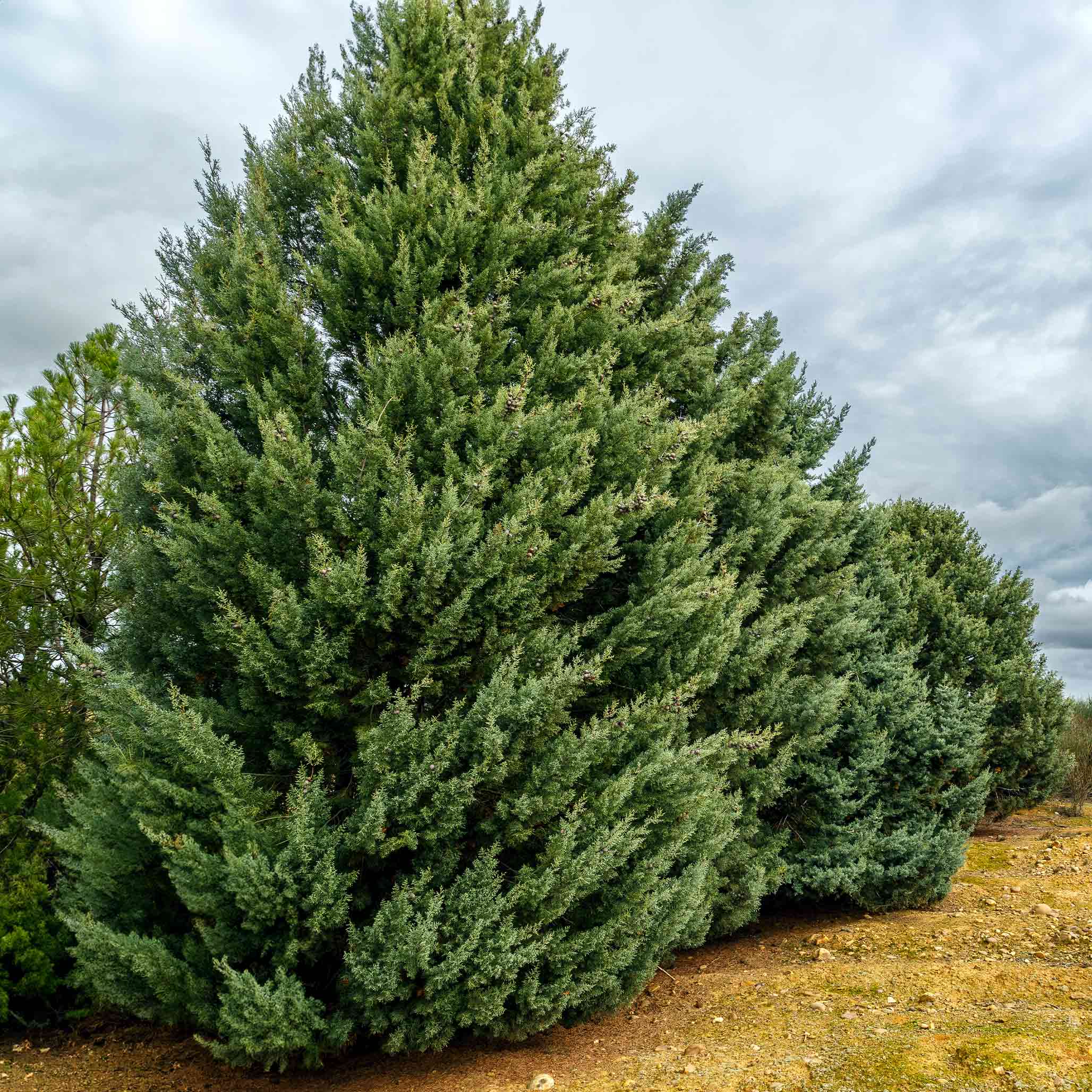 Arizona Cypress ‘Carolina Sapphire’