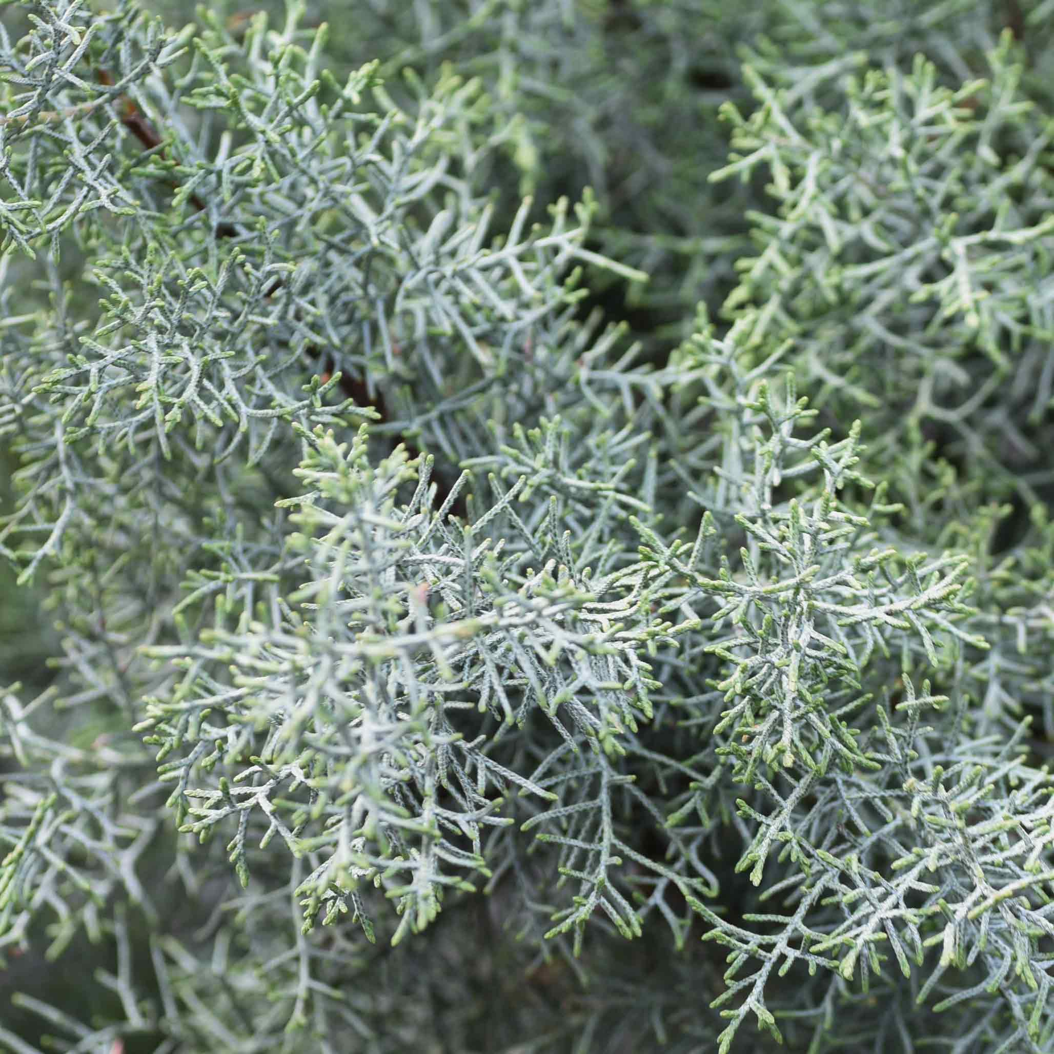 Arizona Cypress ‘Carolina Sapphire’