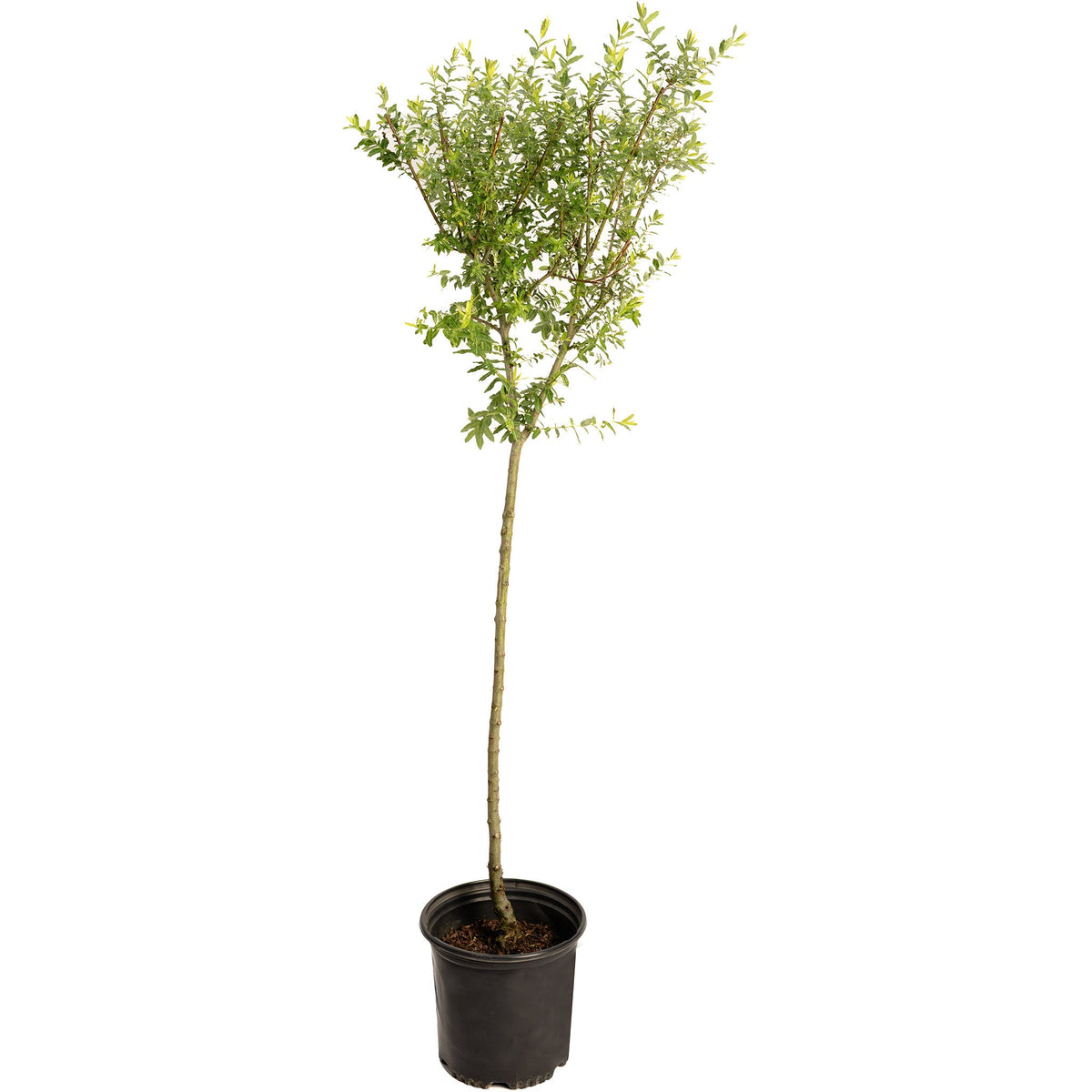 Potted plant with green leaves on a white background.  Henderson Garden Supply