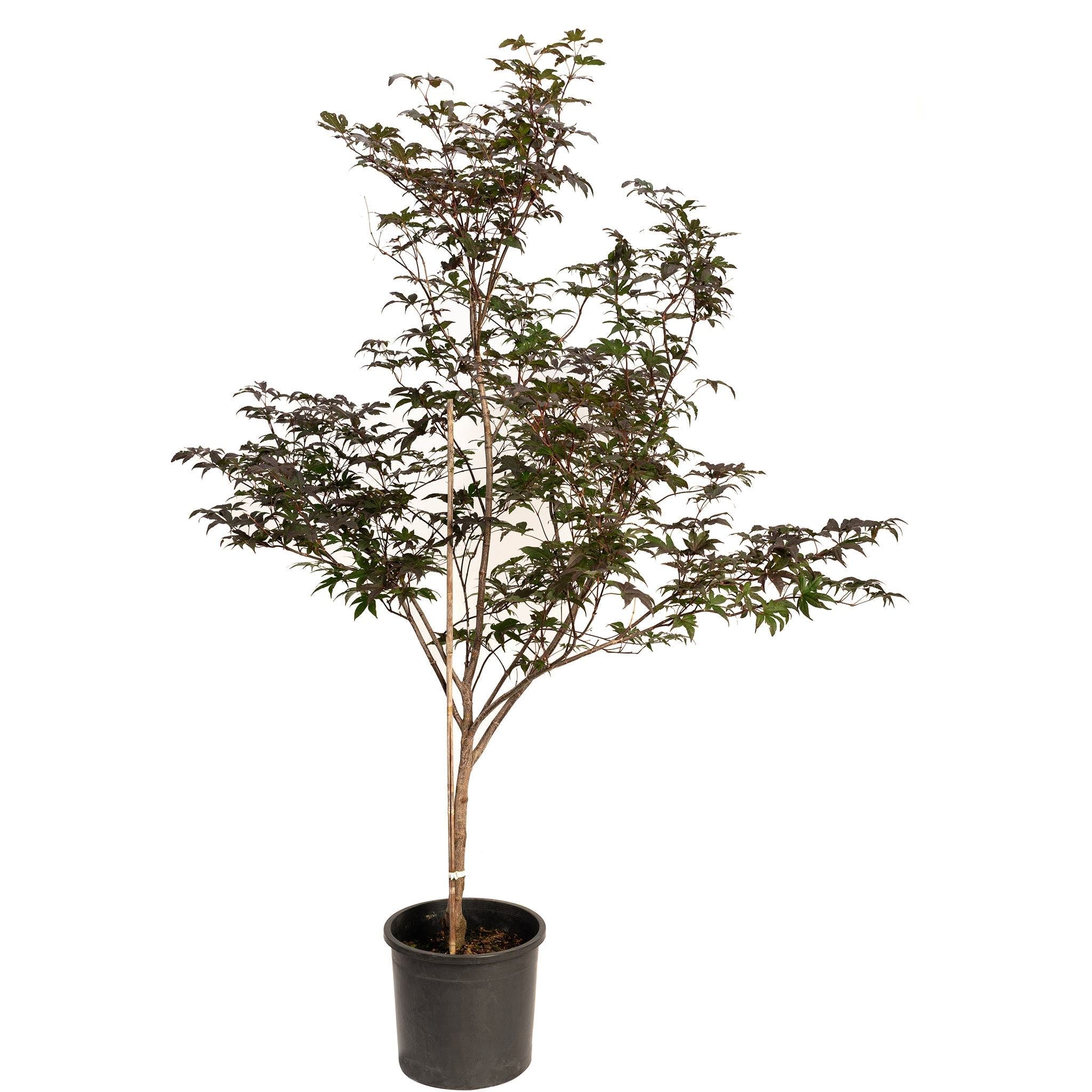 Potted tree with green leaves on a white background.  Henderson Garden Supply
