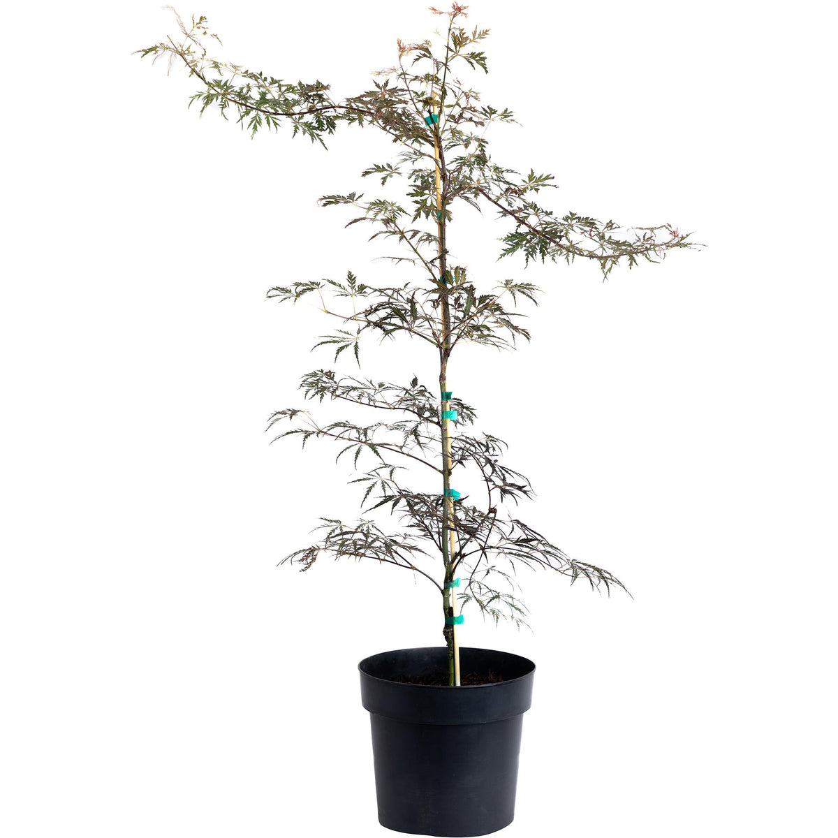 Crimson Queen Japanese Maple – Red Laceleaf Tree