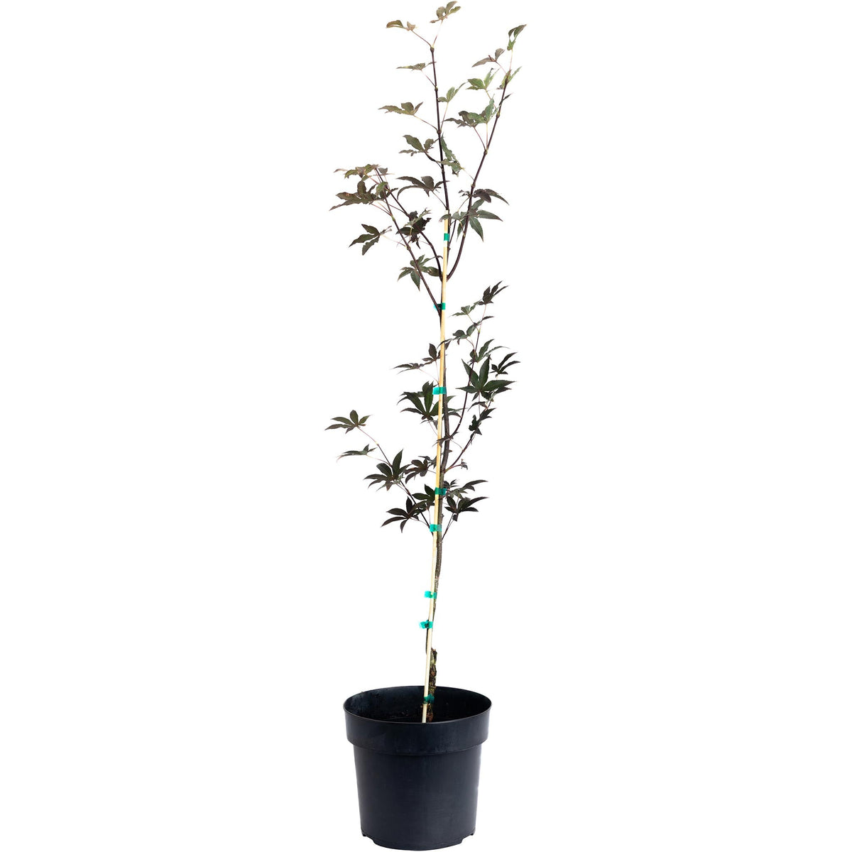 Emperor Japanese Maple Tree – Rich Red Foliage
