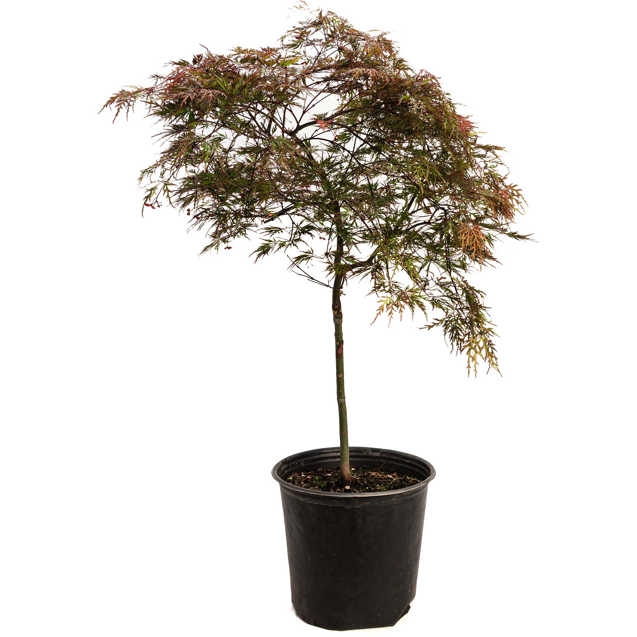 Potted tree with red and green leaves on a white background.  Henderson Garden Supply