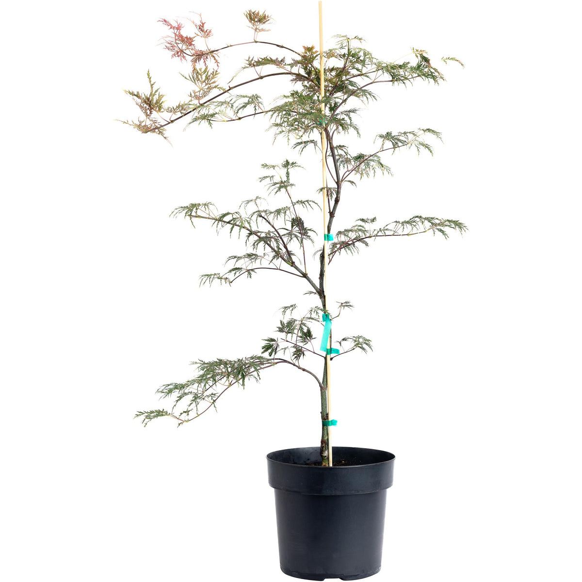 Inaba Shidare Japanese Maple – Purple-Red Laceleaf Tree