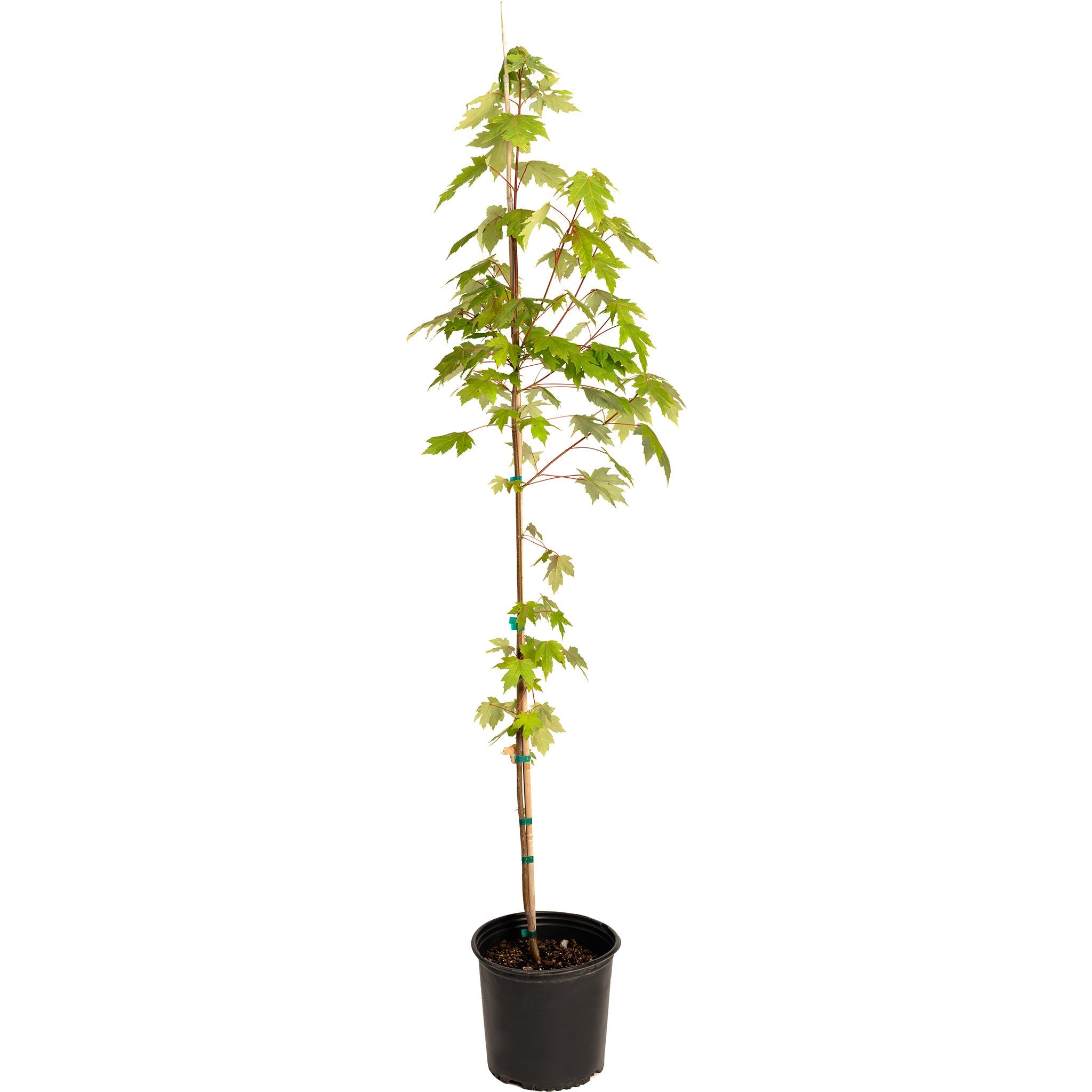 Young tree in a pot on a white background.  Henderson Garden Supply