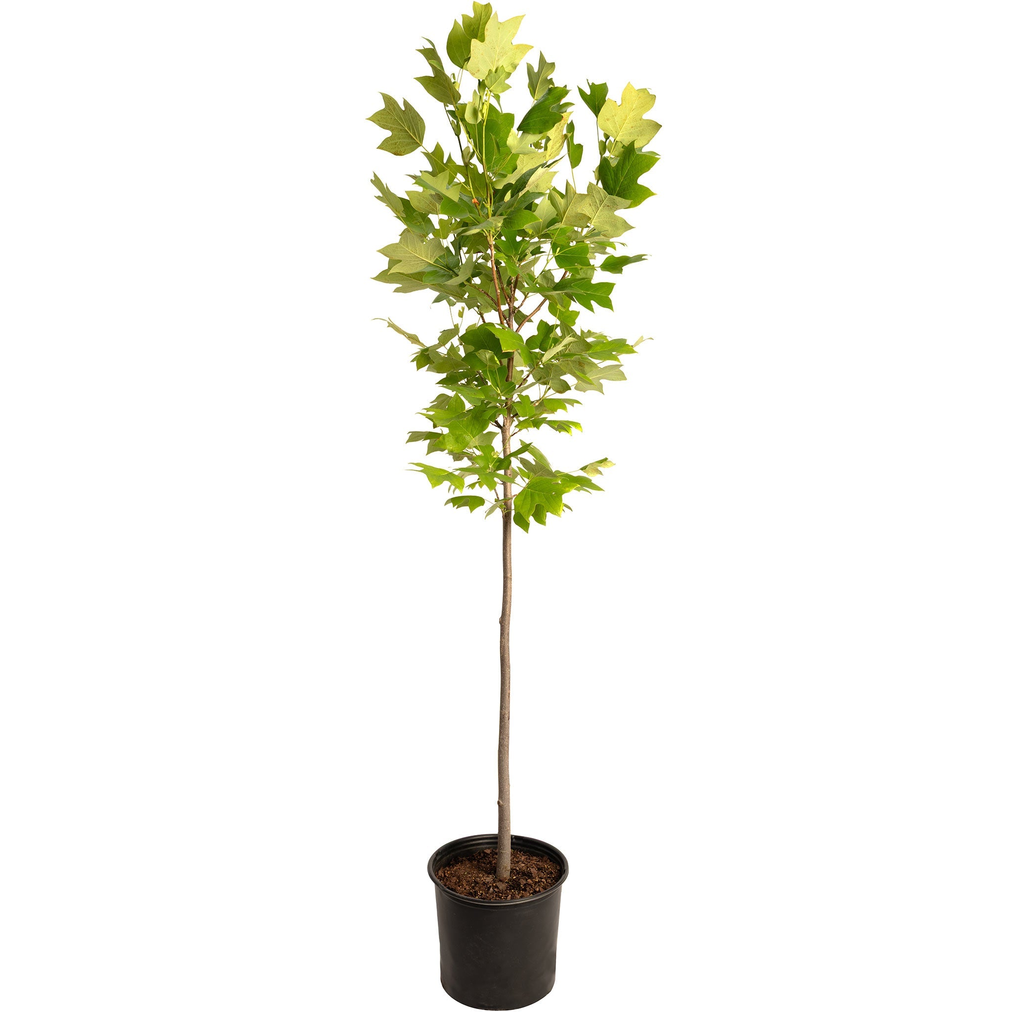 Potted tree with green leaves on a white background.  Henderson Garden Supply