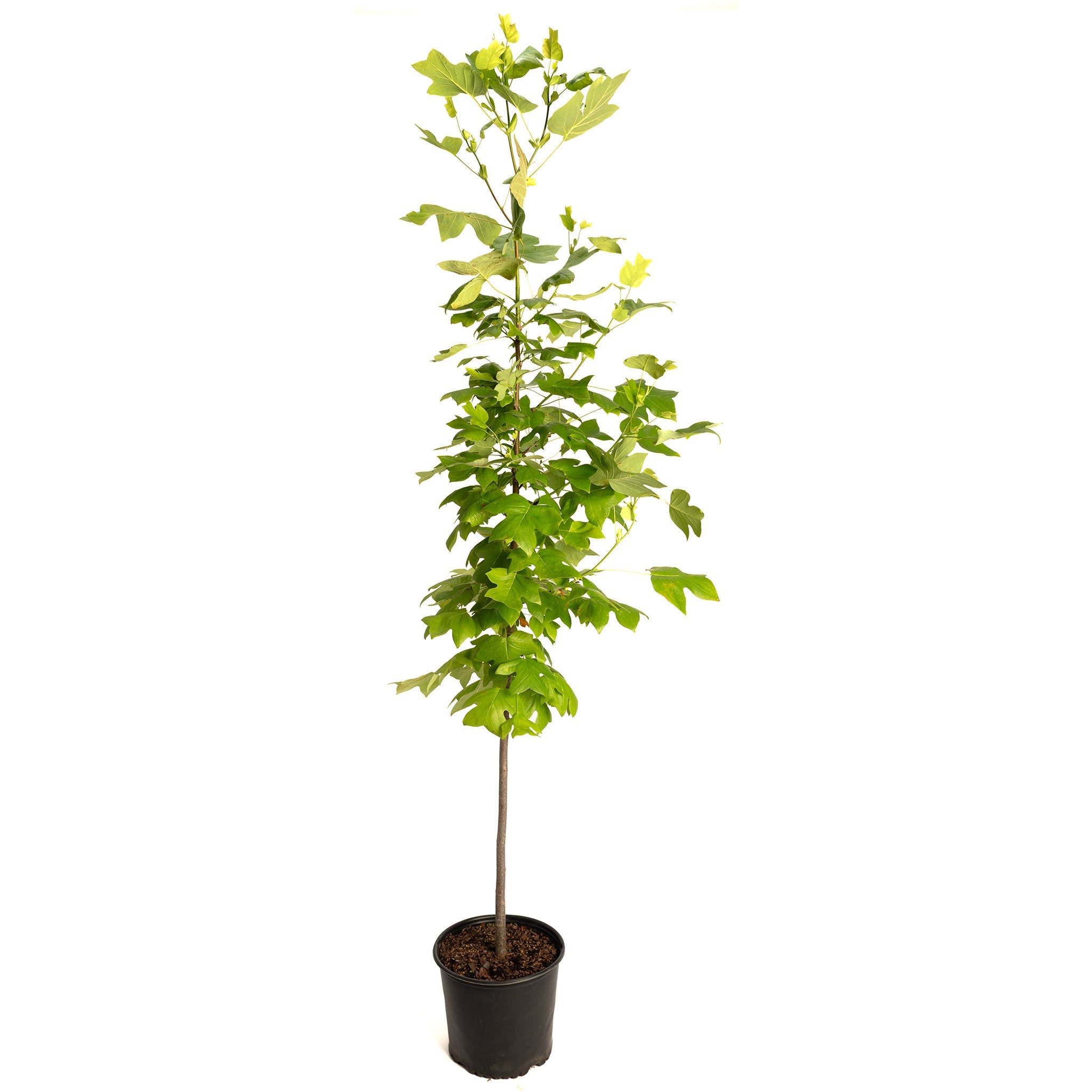 Potted plant with green leaves on a white background.  Henderson Garden Supply