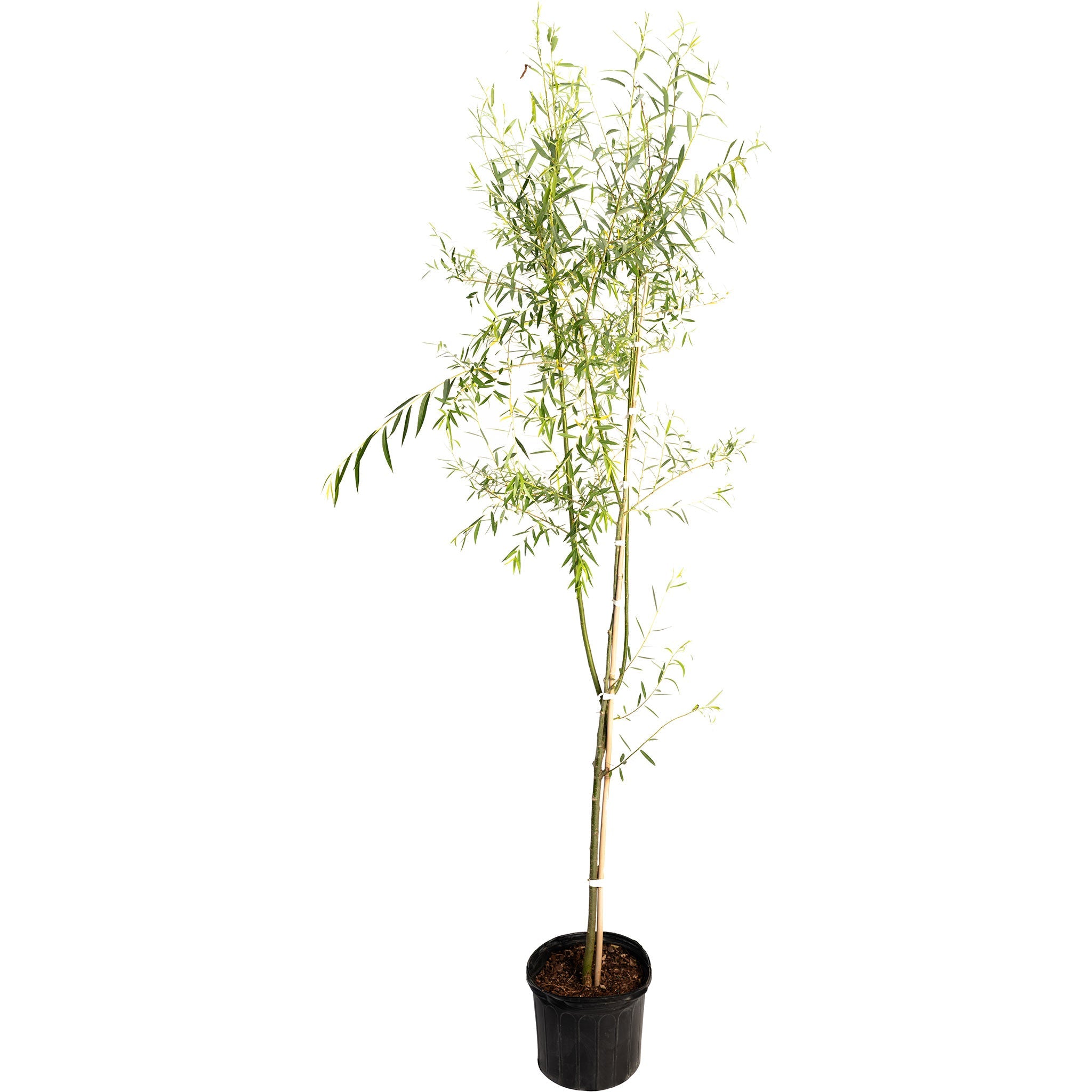 Potted weeping willow plant on a white background.  Henderson Garden Supply