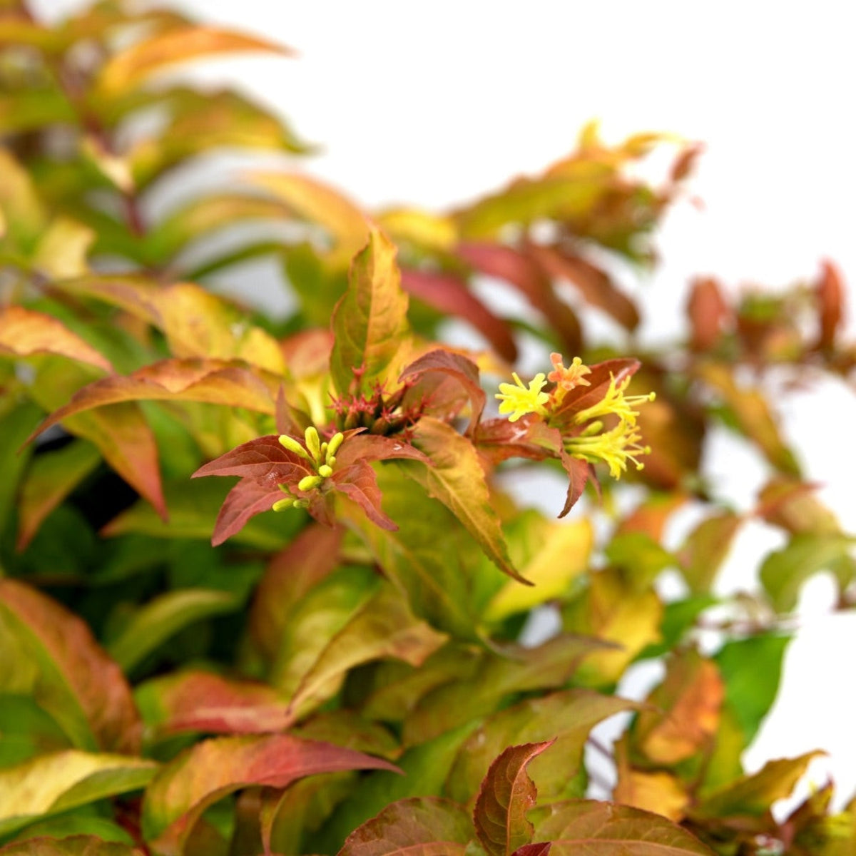 Firefly® Bush Honeysuckle – Golden Foliage Diervilla