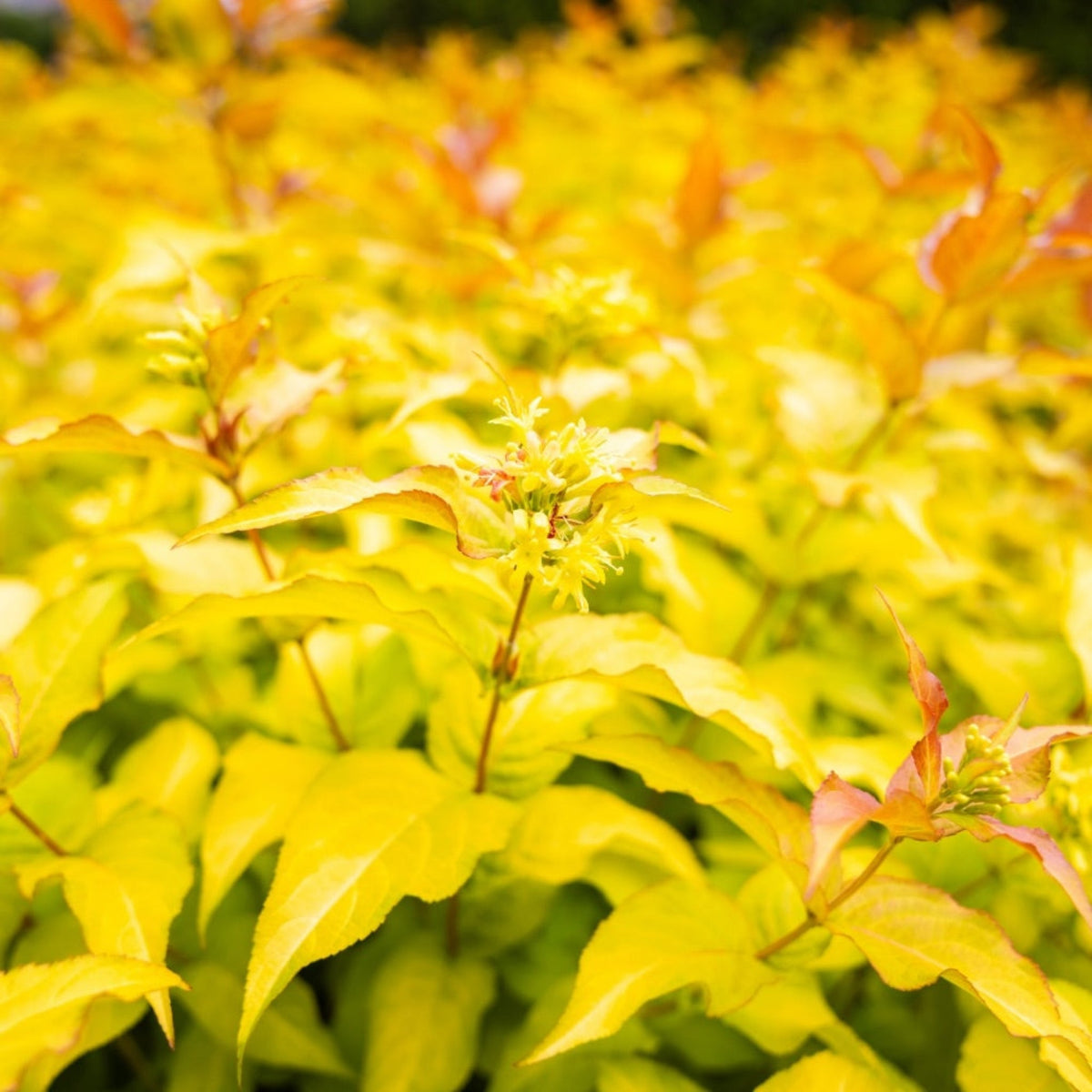 Firefly® Bush Honeysuckle – Golden Foliage Diervilla