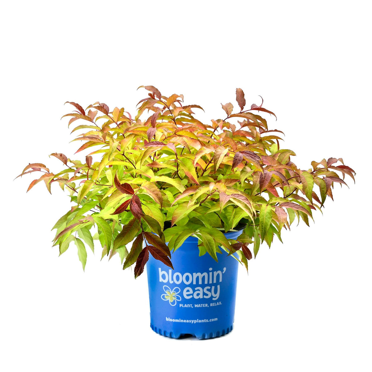 Firefly® Bush Honeysuckle – Golden Foliage Diervilla