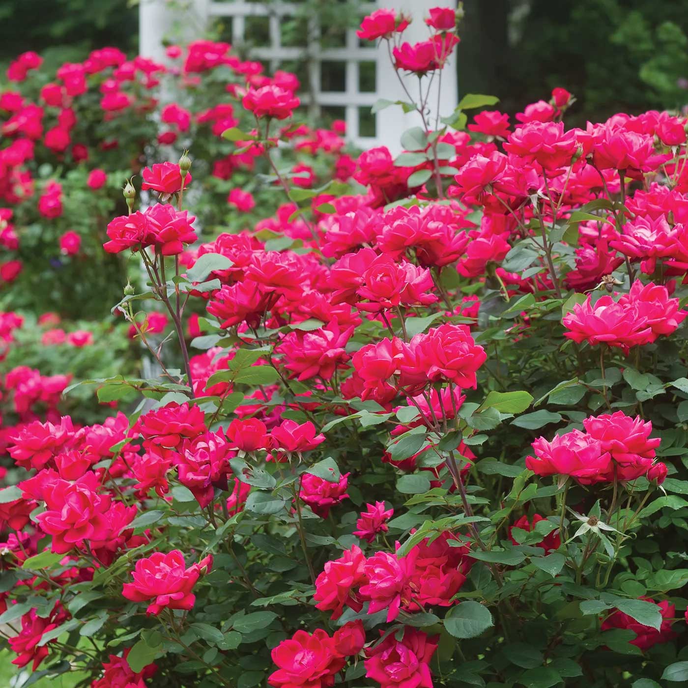 Bouquet of bright pink roses with green leaves - Henderson Garden Supply