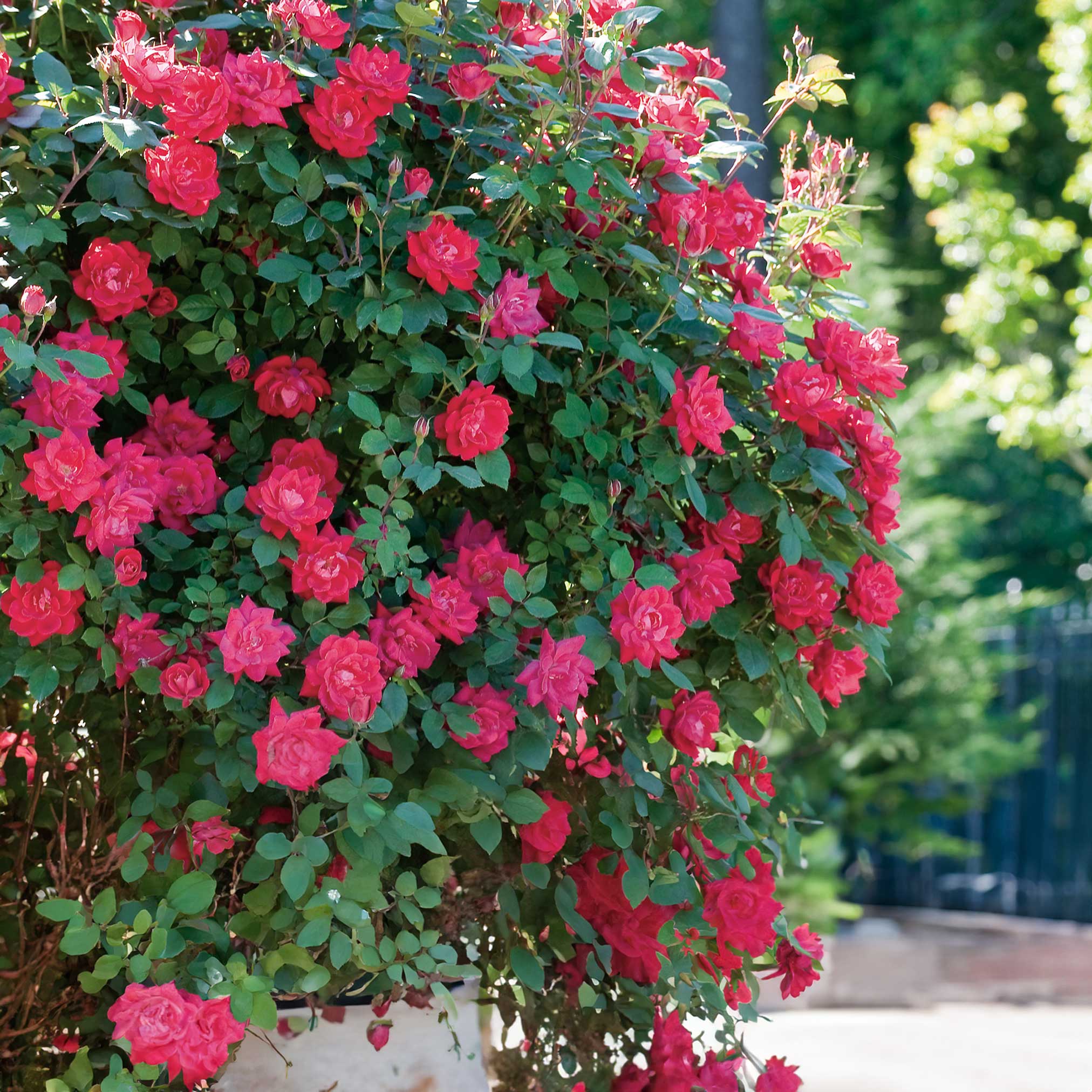 Bush of pink roses with green leaves in a garden setting - Henderson Garden Supply