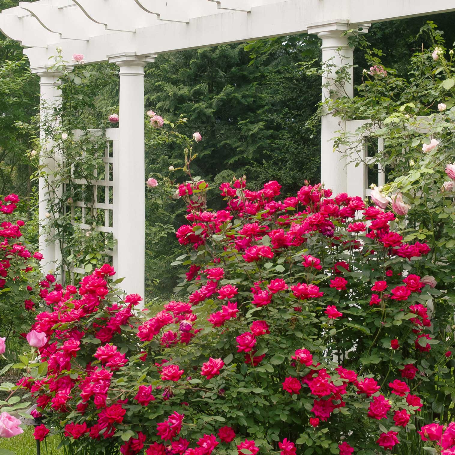 Pink roses blooming in a garden with a white pergola in the background - Henderson Garden Supply