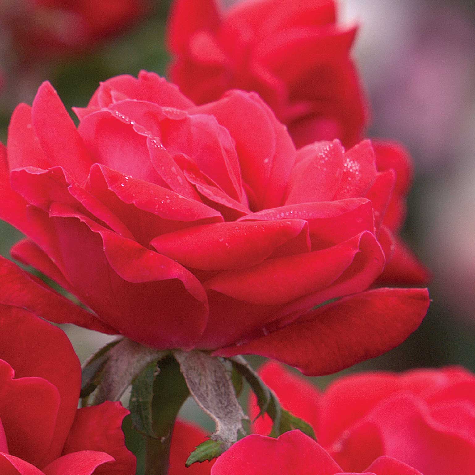 Close-up of a vibrant red rose with water droplets on petals. - Henderson Garden Supply