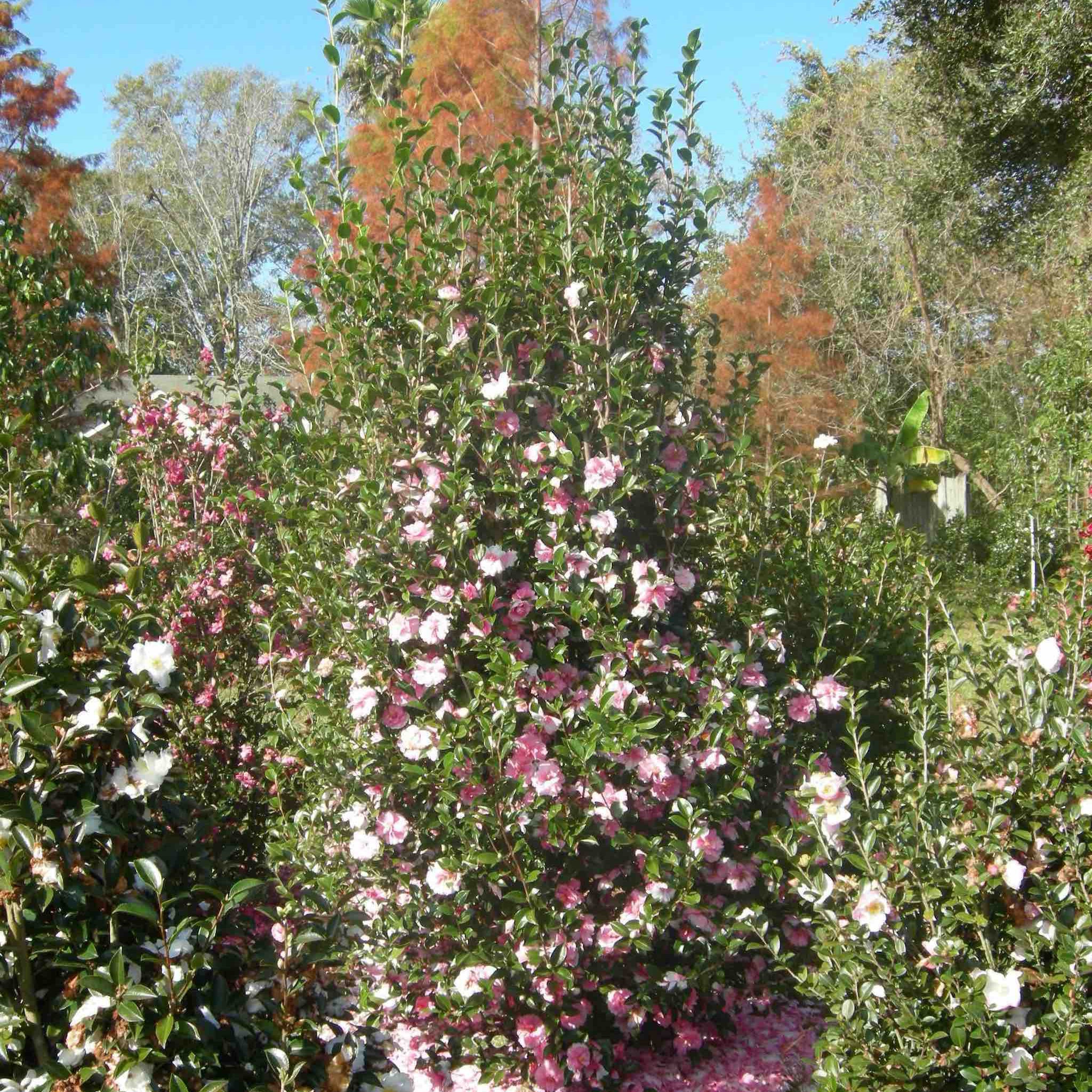 camelliaページ Dream Weaver Camellia | Fall & Winter Blooming Evergreen Shrub