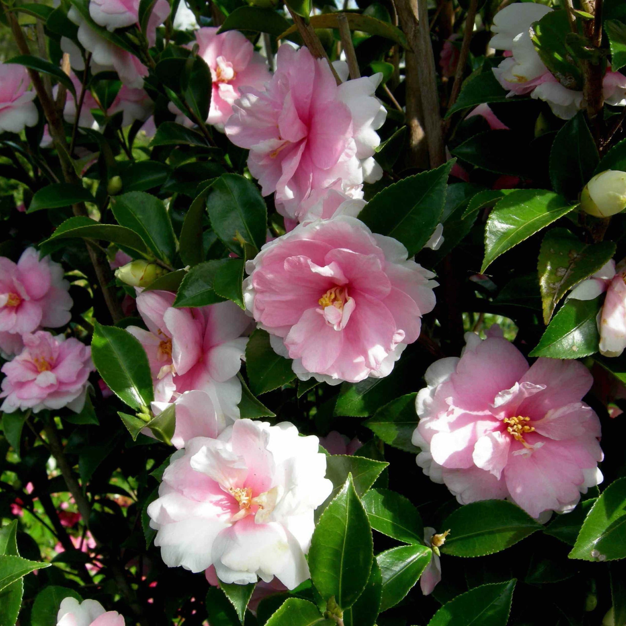 camelliaページ DreamWeaver.jpg?v=1777730015&