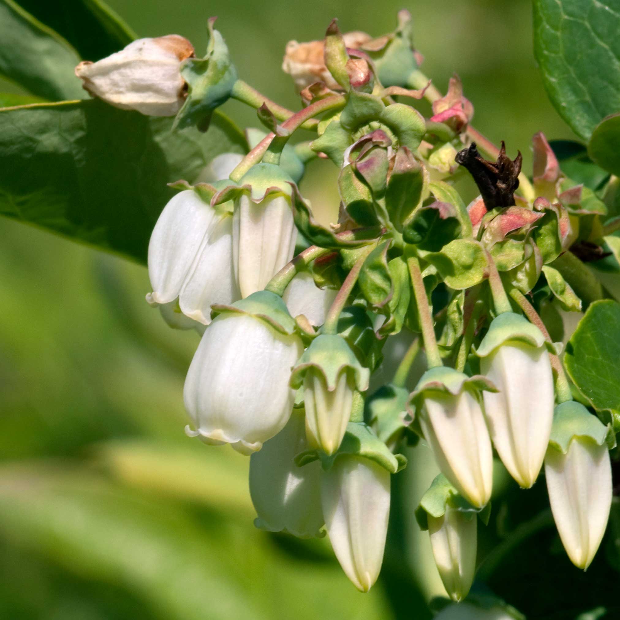White bell-shaped flowers with green leaves on a blurred green background.  Henderson Garden Supply
