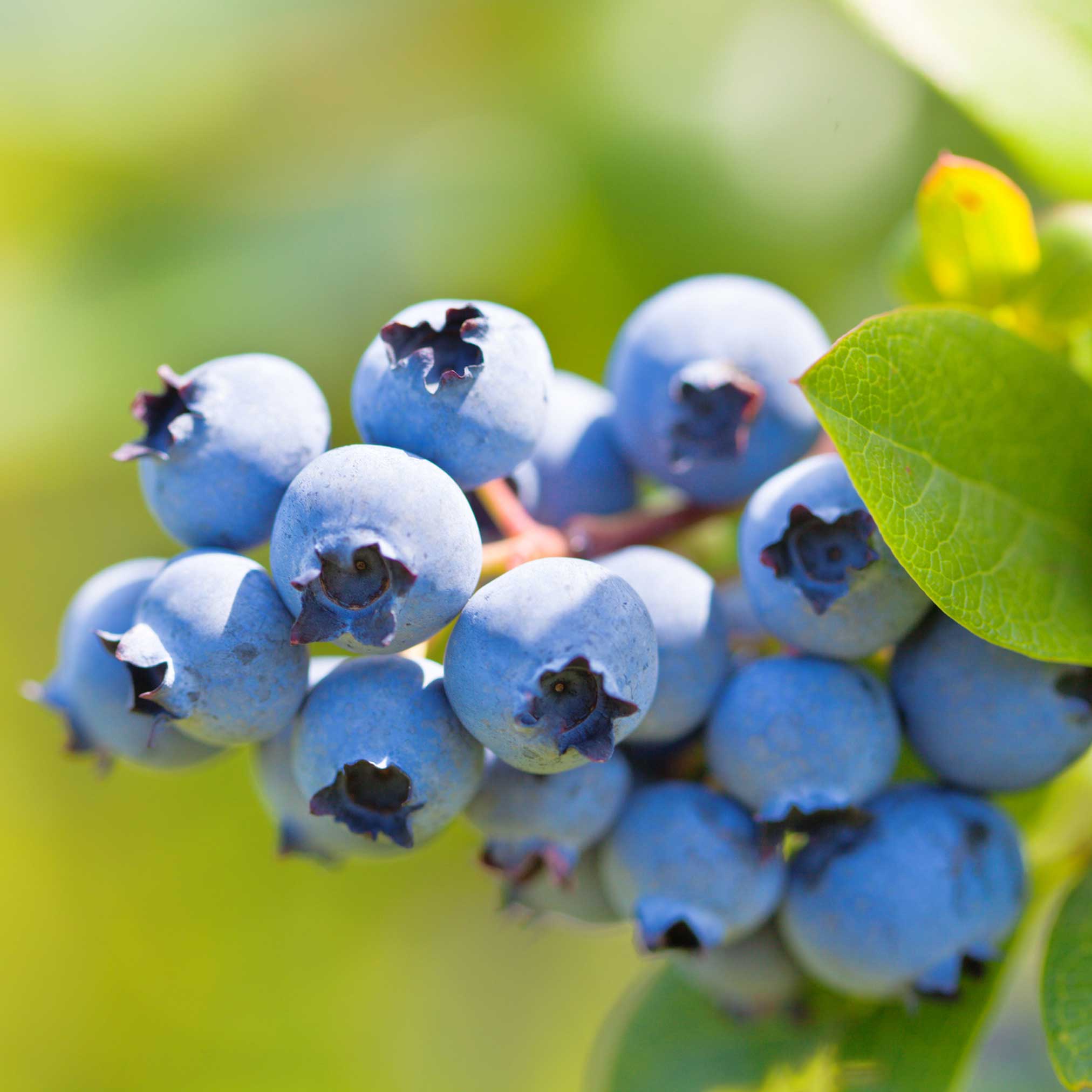 Close-up of blueberries on a branch with green leaves.  Henderson Garden Supply
