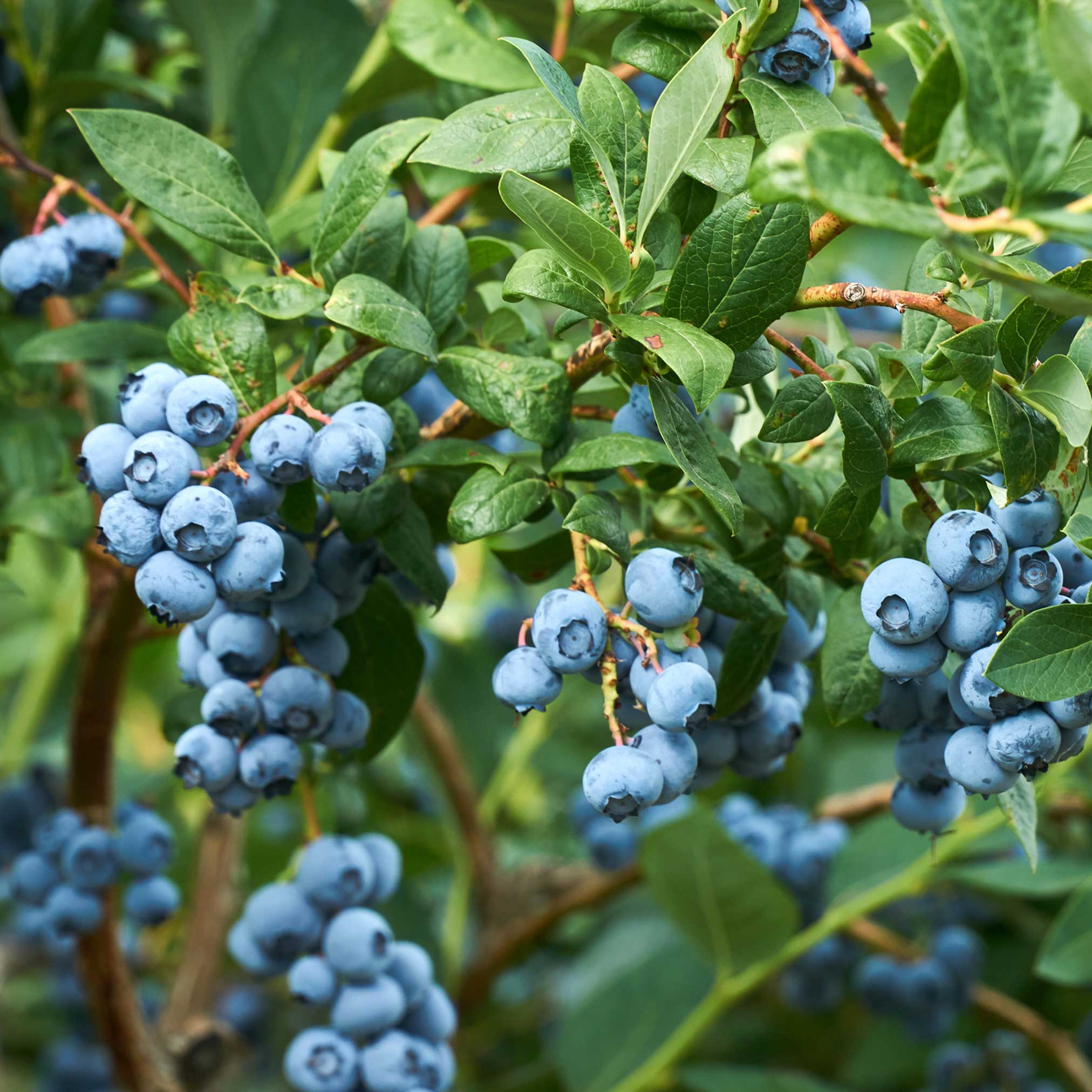 Close-up of blueberries on a bush with green leaves.  Henderson Garden Supply