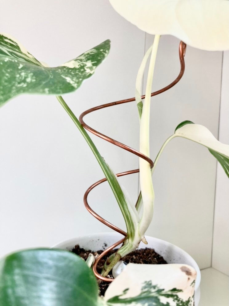 Copper Twirl and Whirl Plant Sticks, Decorative Plant Stakes