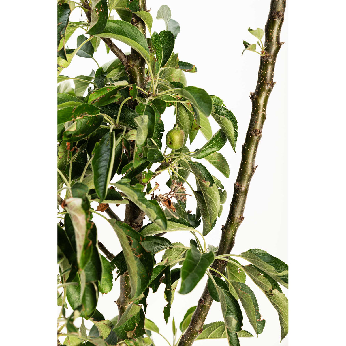 Close-up of a tree branch with green leaves and a small fruit on a white background.  Henderson Garden Supply