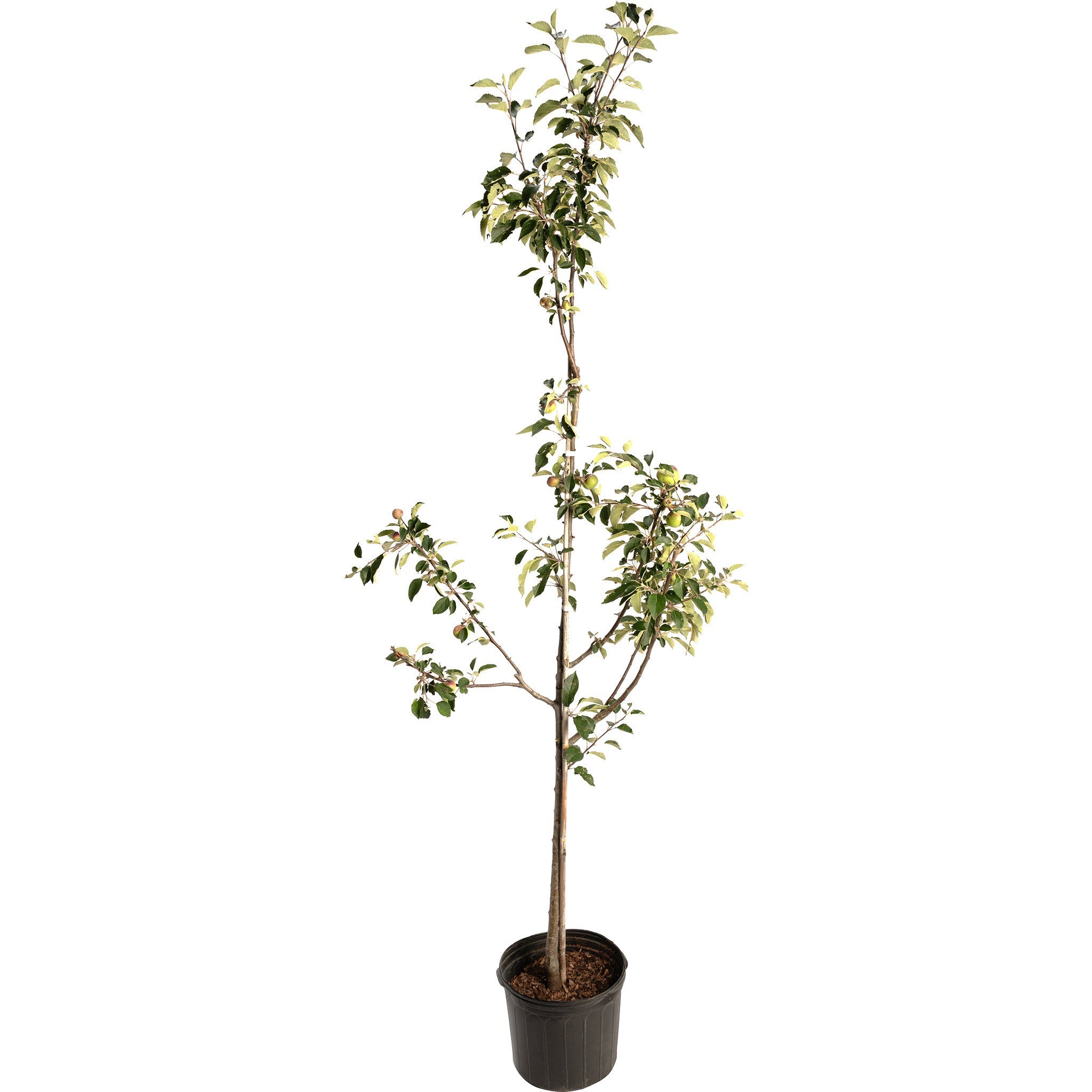 Potted tree with green leaves on a white background.  Henderson Garden Supply