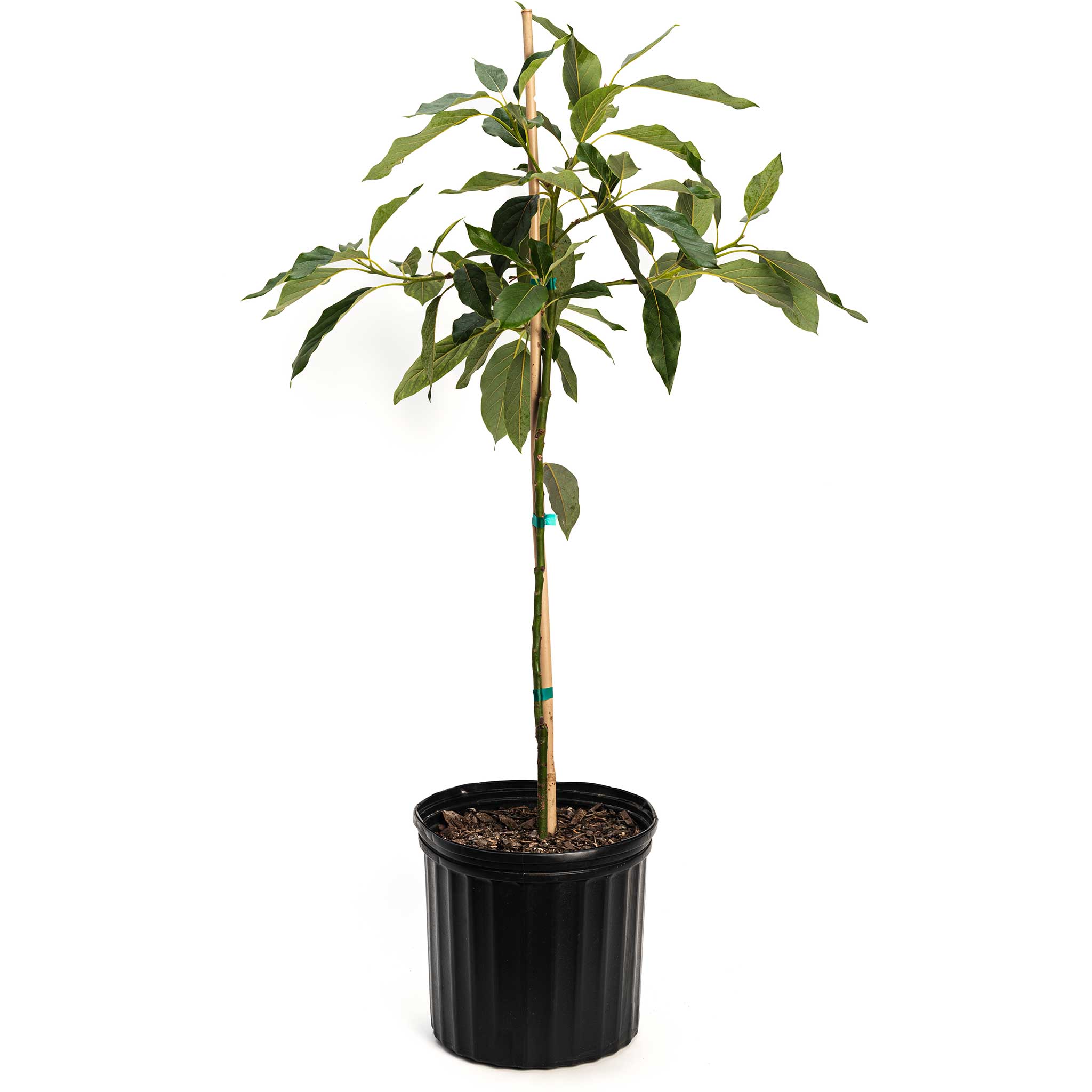 Potted plant with green leaves on a white background.  Henderson Garden Supply