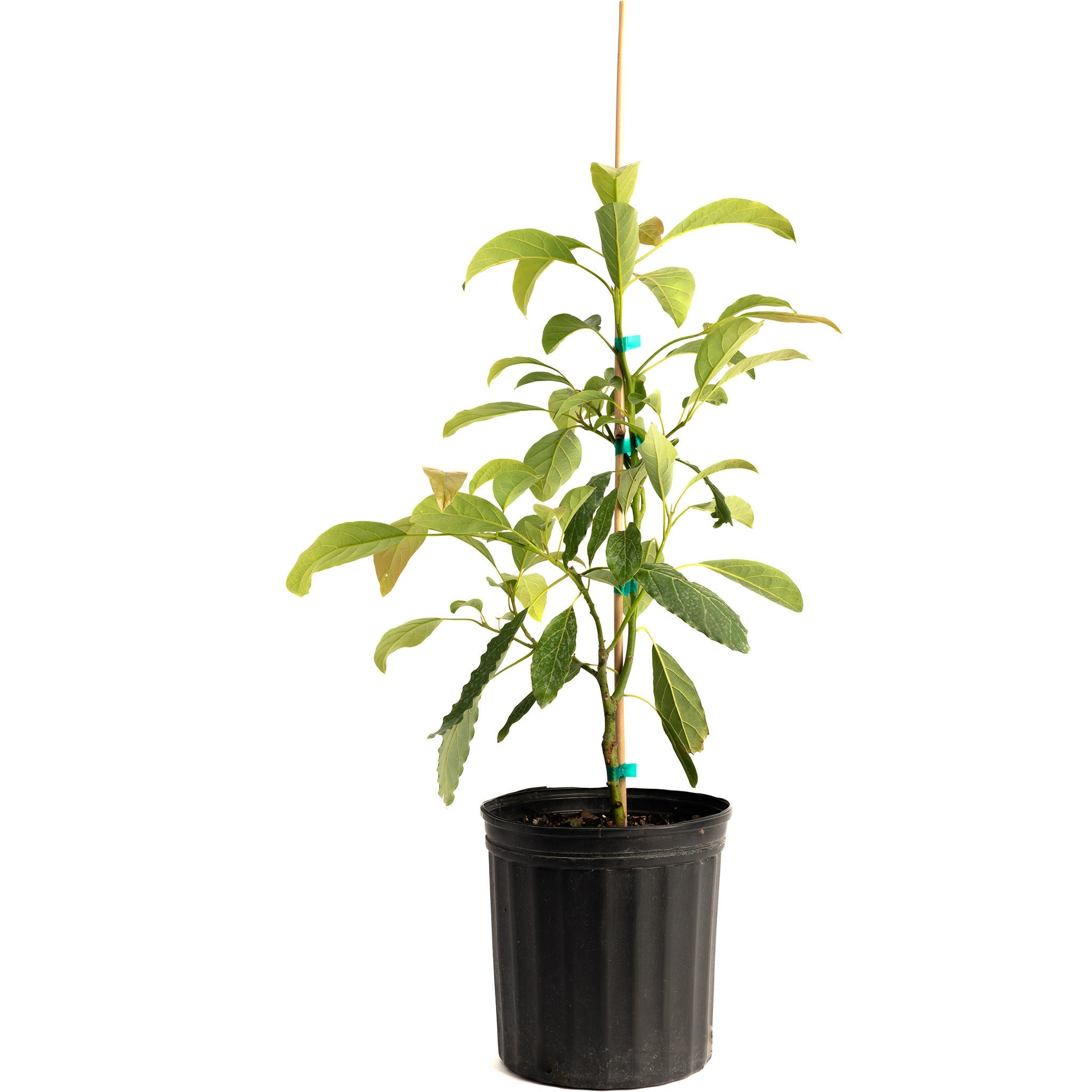 Hass Avocado Tree | Fruiting Avocado