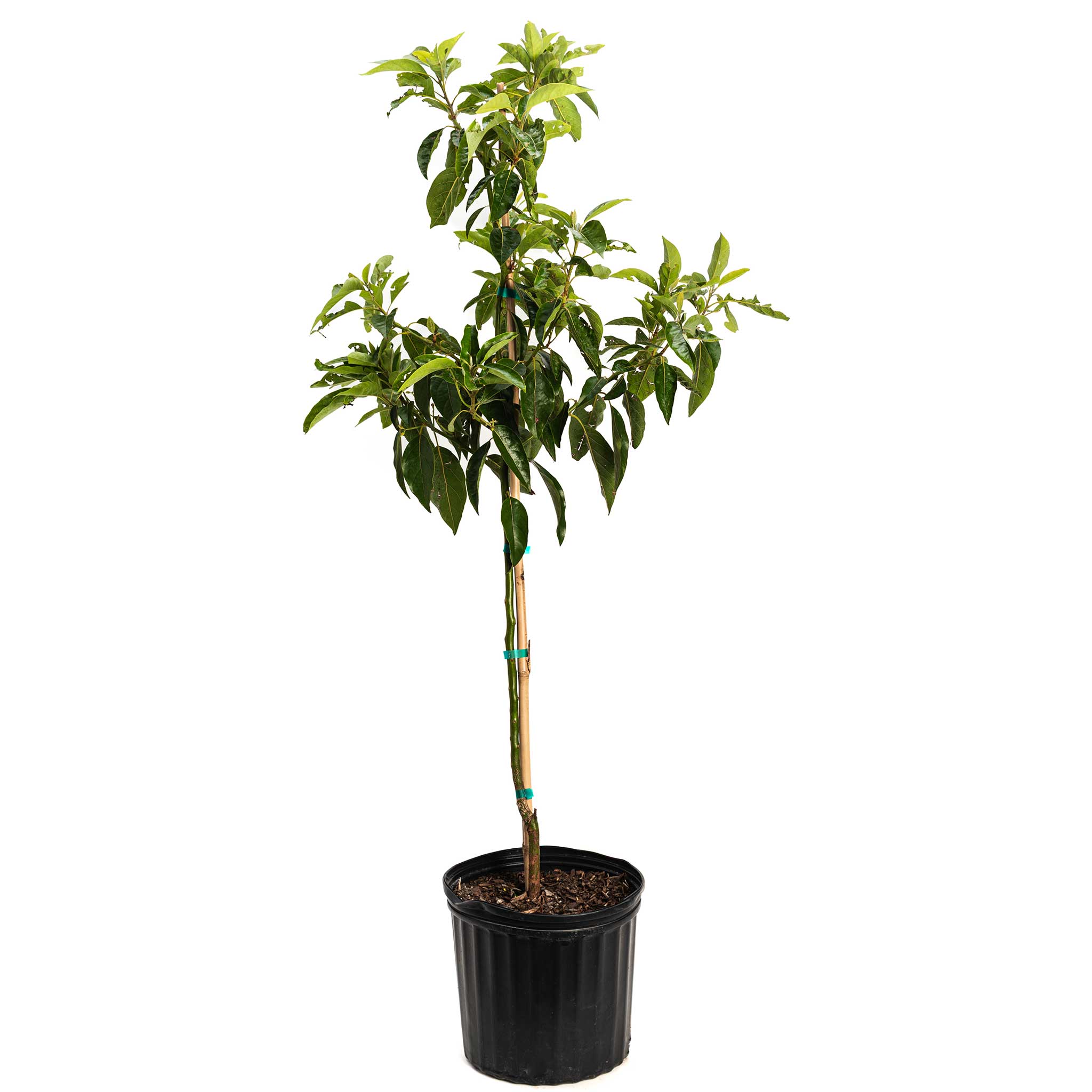 Pancho Cold Hardy Avocado Tree – Homegrown Avocados in Cooler Climates